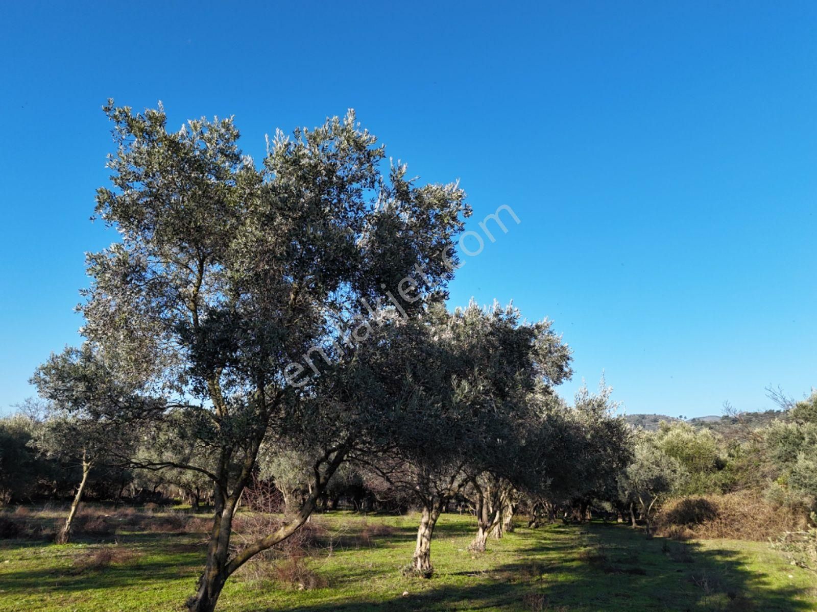 Milas Danişment’te 467m² Zeytinli Tarla, Yola Sıfır Yatırım Fırsatı - Görsel 18