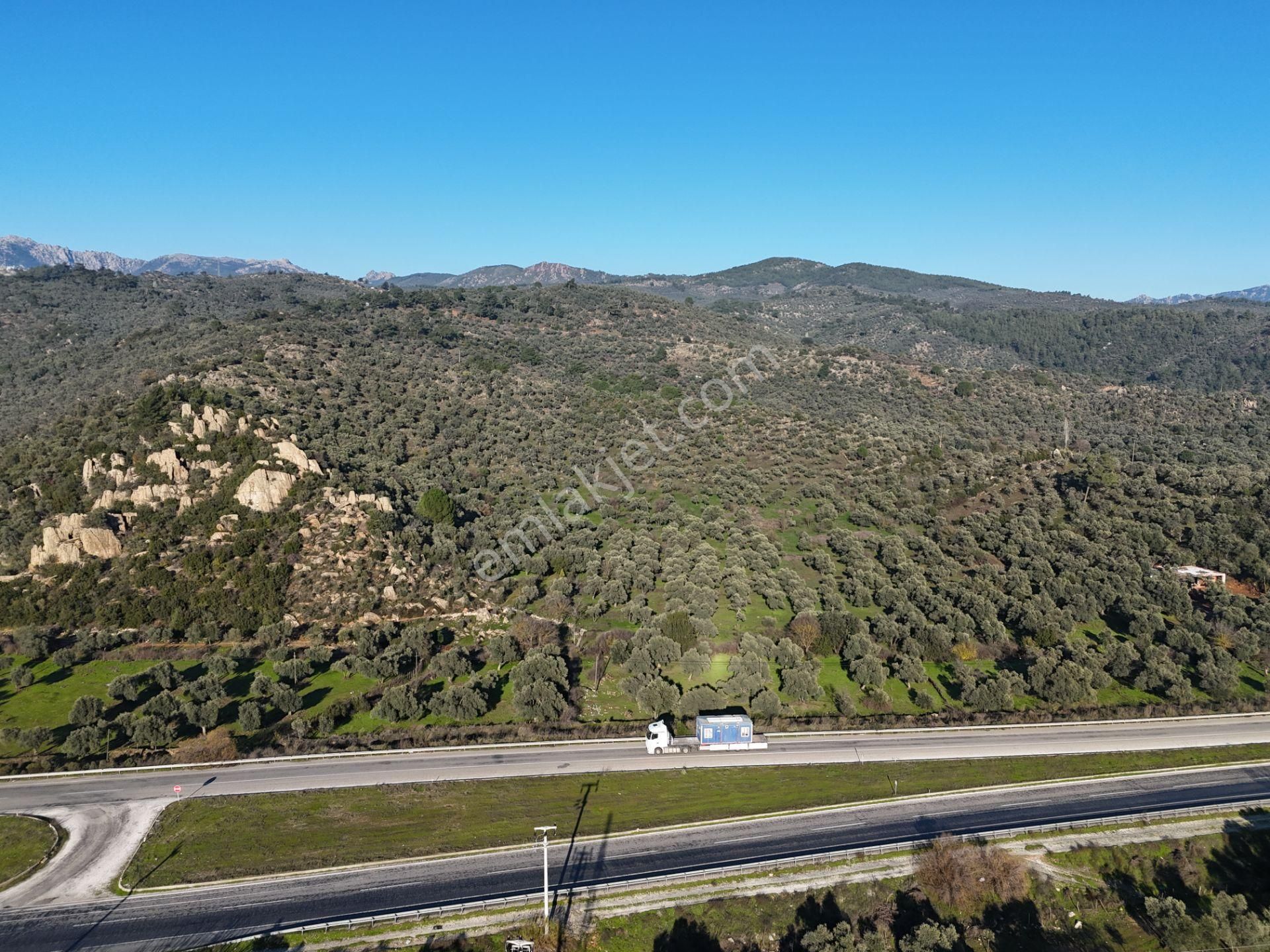 Milas Danişment’te 467m² Zeytinli Tarla, Yola Sıfır Yatırım Fırsatı - Görsel 6