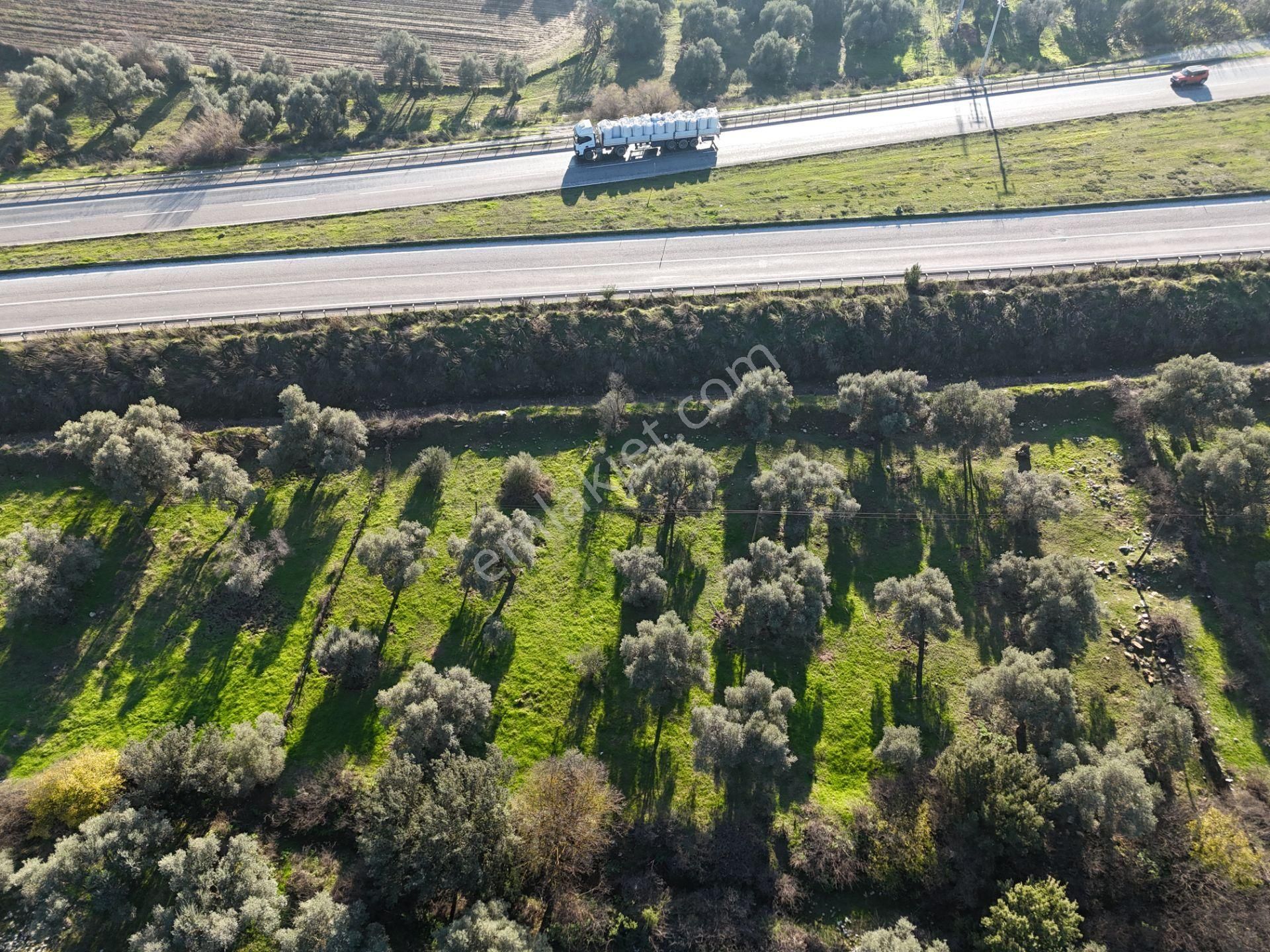 Milas Danişment’te 467m² Zeytinli Tarla, Yola Sıfır Yatırım Fırsatı - Görsel 10