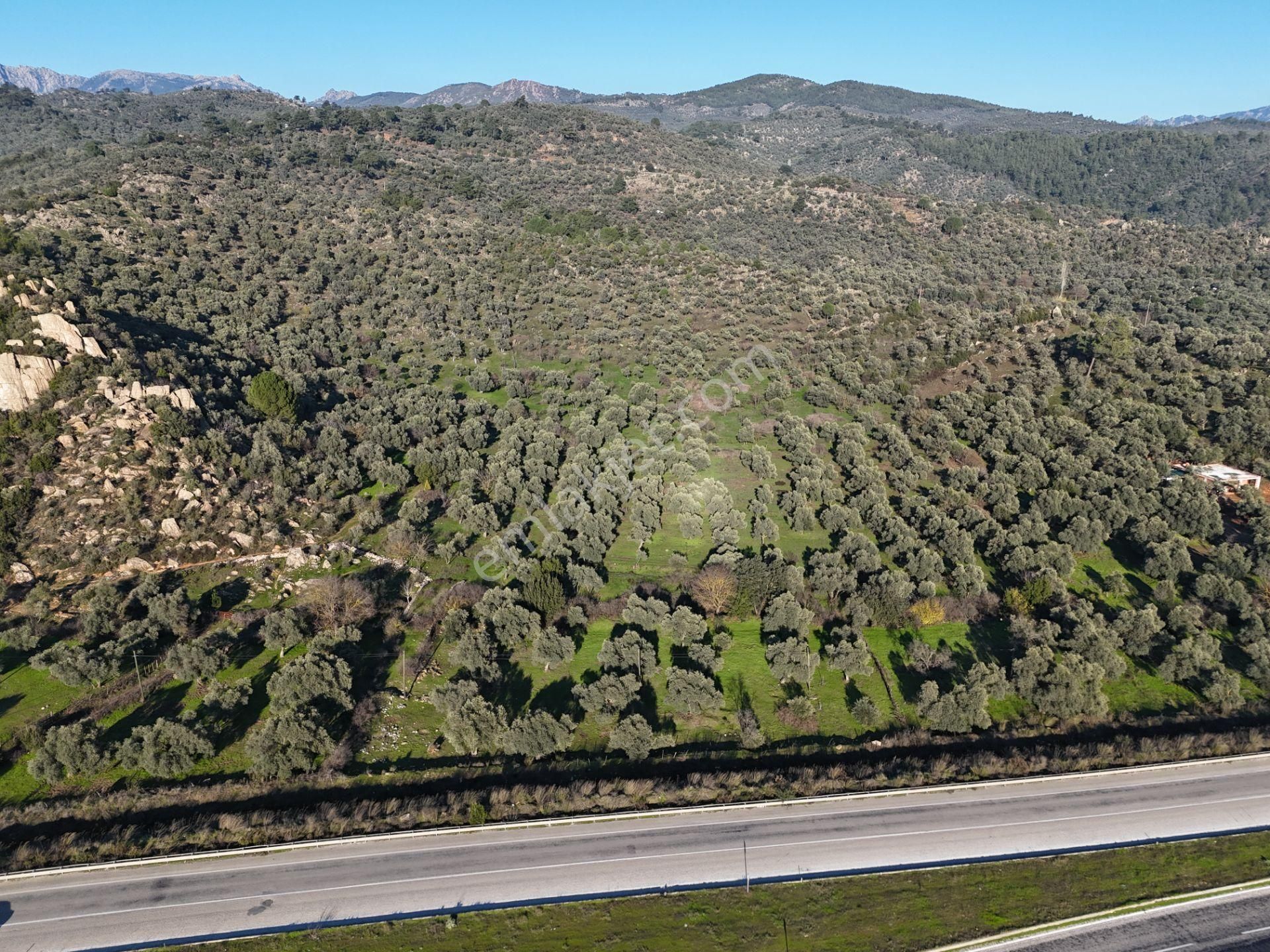 Milas Danişment’te 467m² Zeytinli Tarla, Yola Sıfır Yatırım Fırsatı - Görsel 8