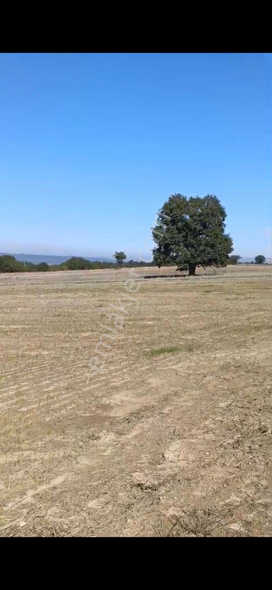 Edirne Meriç Hasırcı Arnavutta 2381 M2 Satılık Tek Tapu - Görsel 5