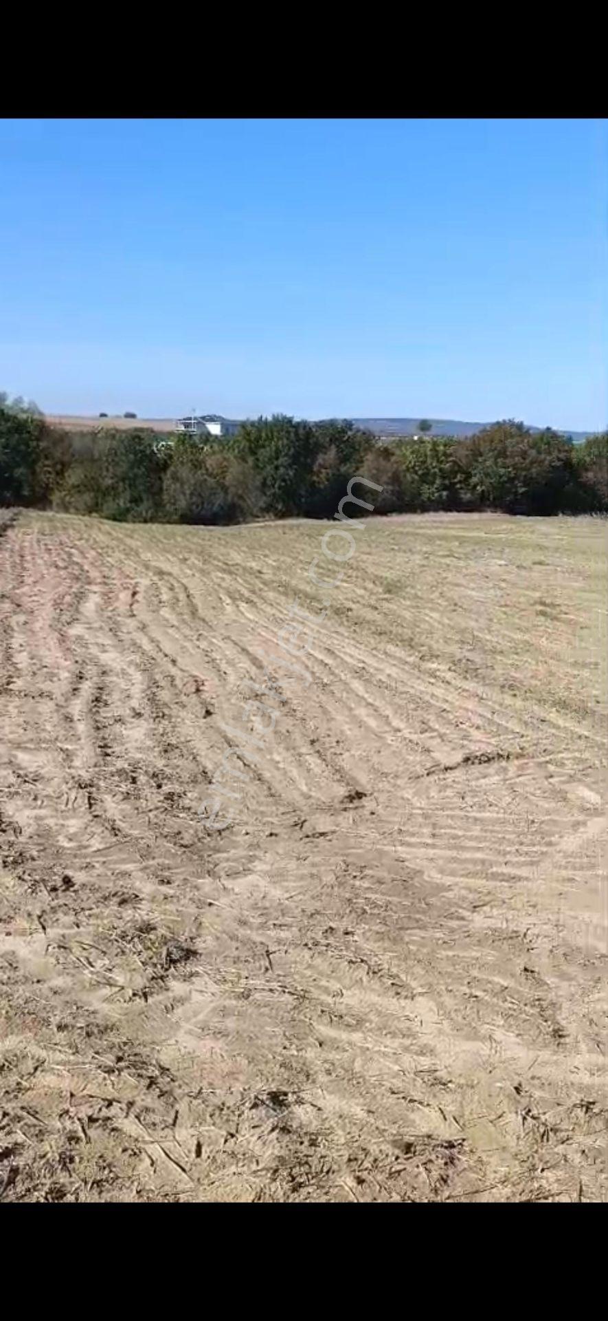Edirne Meriç Hasırcı Arnavutta 2381 M2 Satılık Tek Tapu