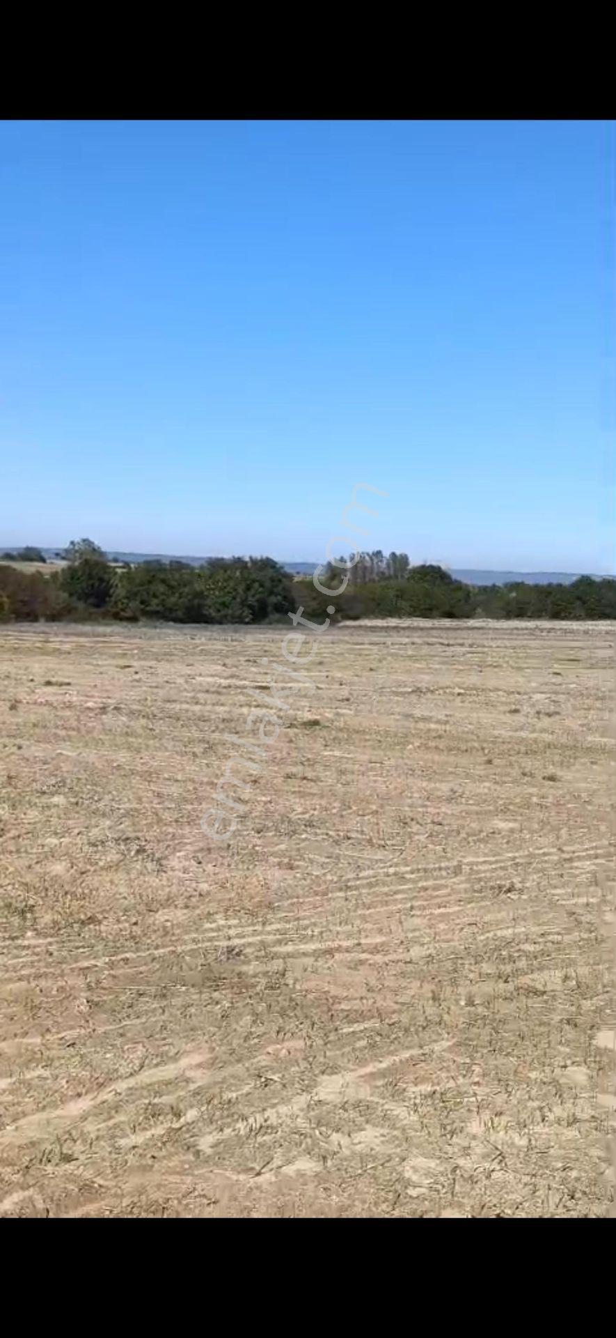 Edirne Meriç Hasırcı Arnavutta 2381 M2 Satılık Tek Tapu - Görsel 4