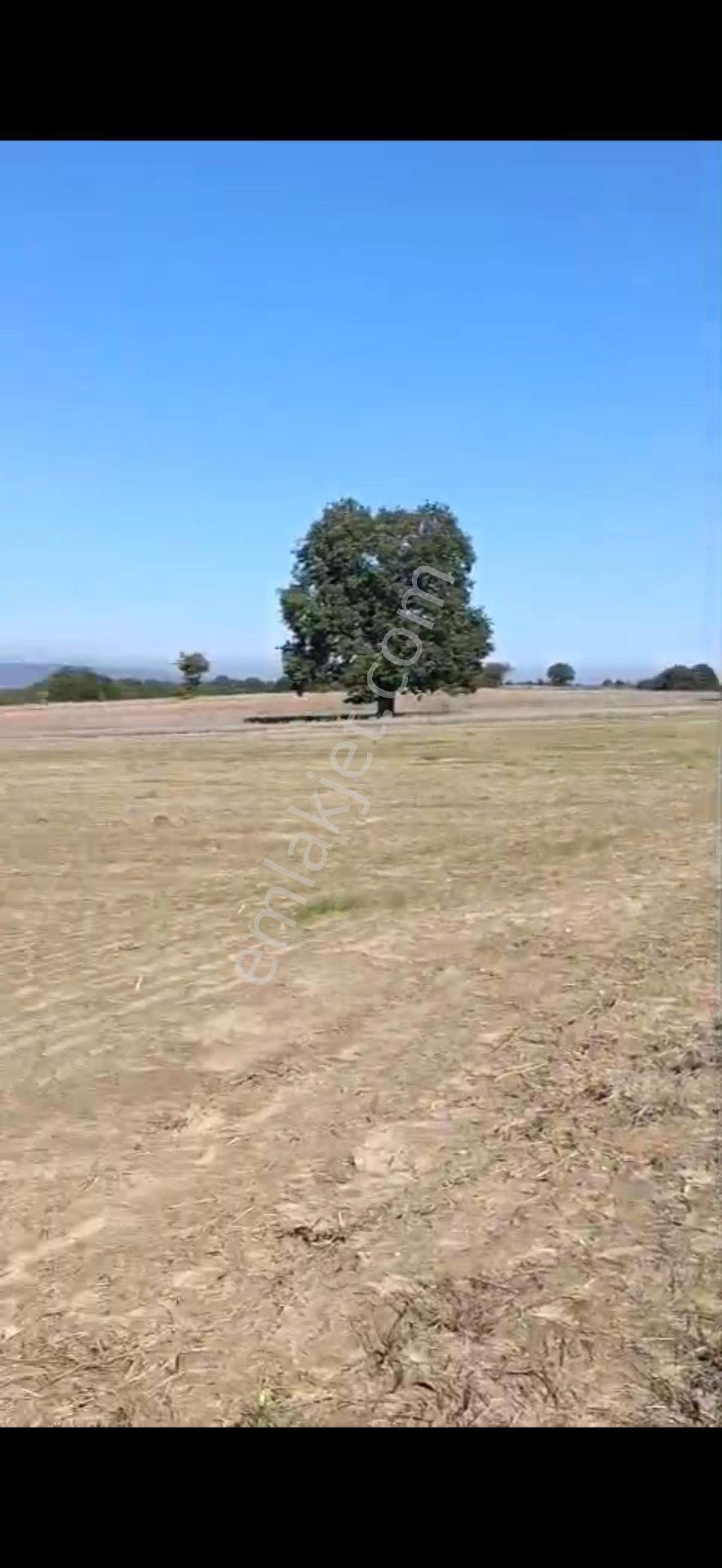 Edirne Meriç Hasırcı Arnavutta 2381 M2 Satılık Tek Tapu - Görsel 3