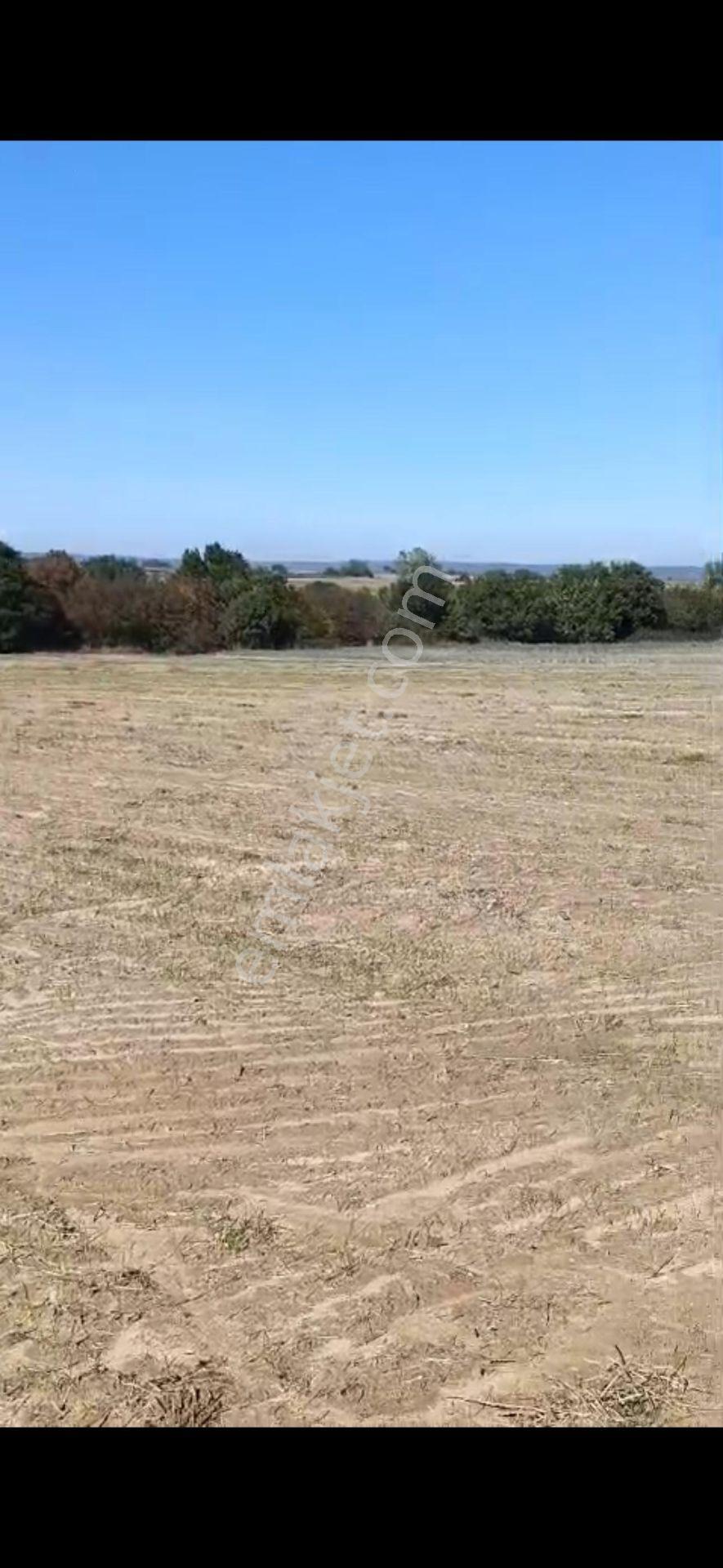 Edirne Meriç Hasırcı Arnavutta 2381 M2 Satılık Tek Tapu - Görsel 2