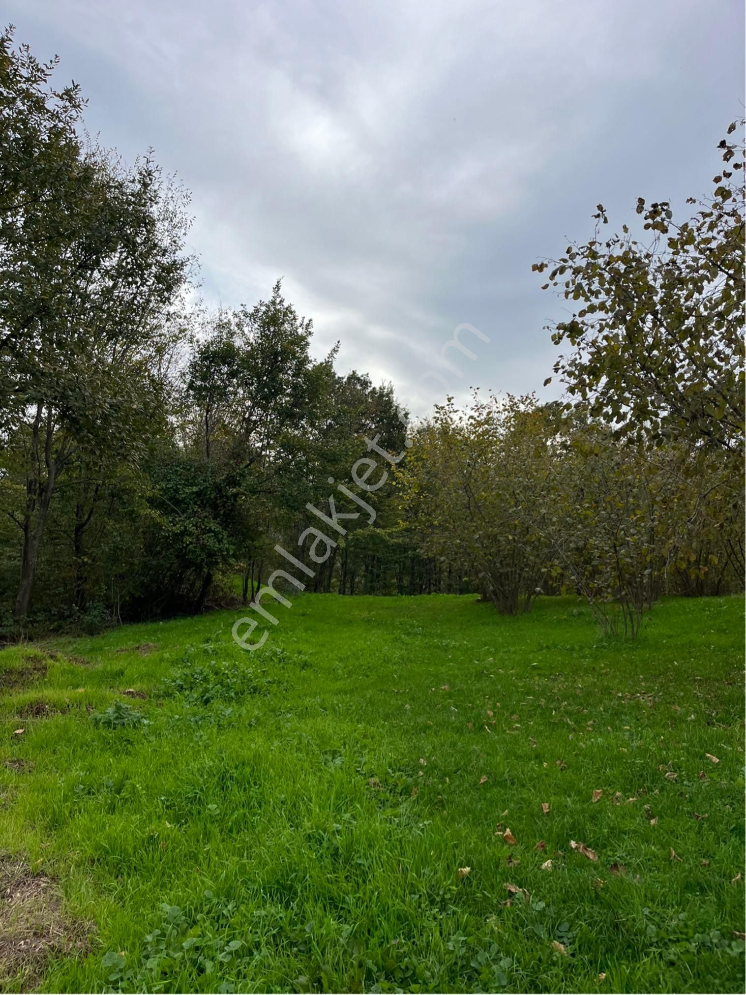 5 Dönüm Fındık Bahcesi - Görsel 28