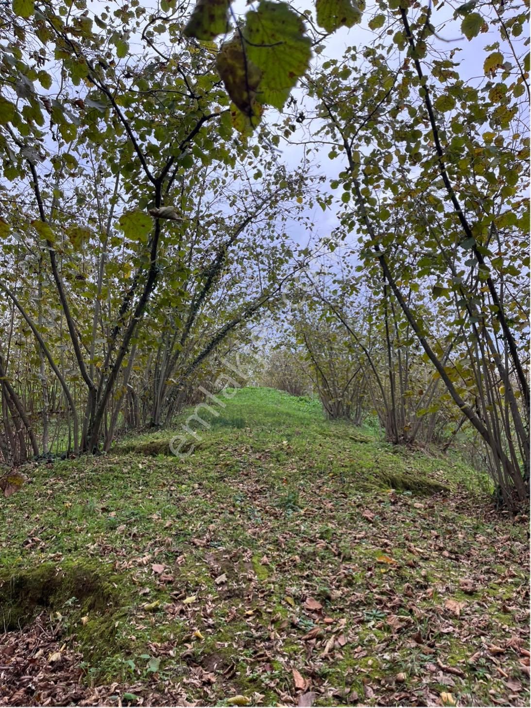 5 Dönüm Fındık Bahcesi - Görsel 17