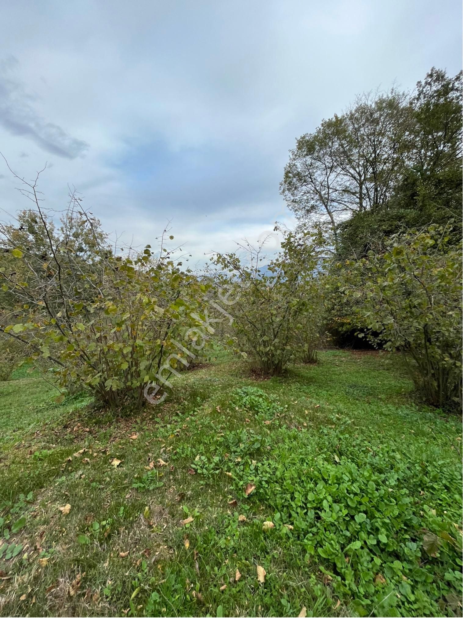 5 Dönüm Fındık Bahcesi - Görsel 14