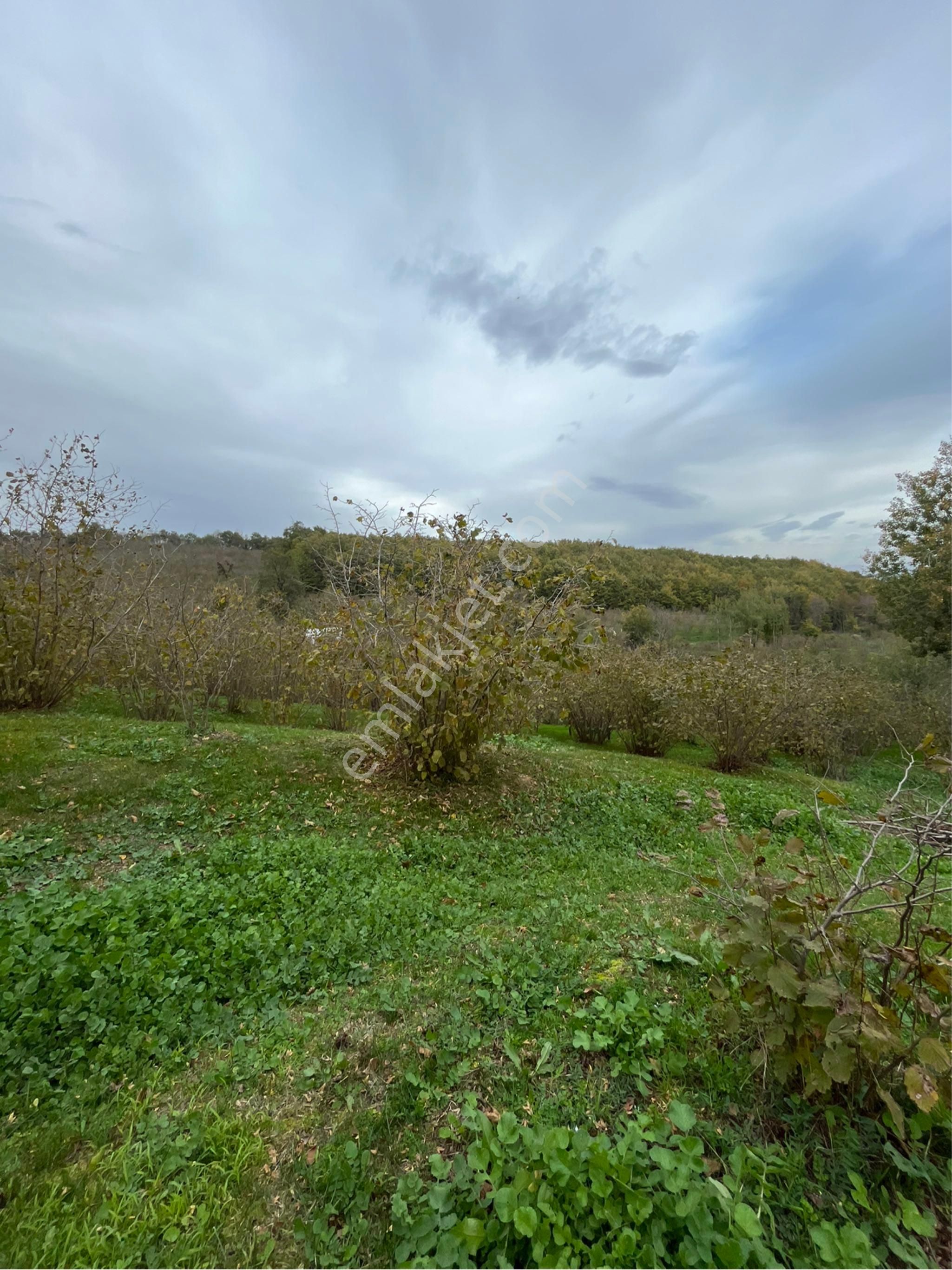 5 Dönüm Fındık Bahcesi - Görsel 8