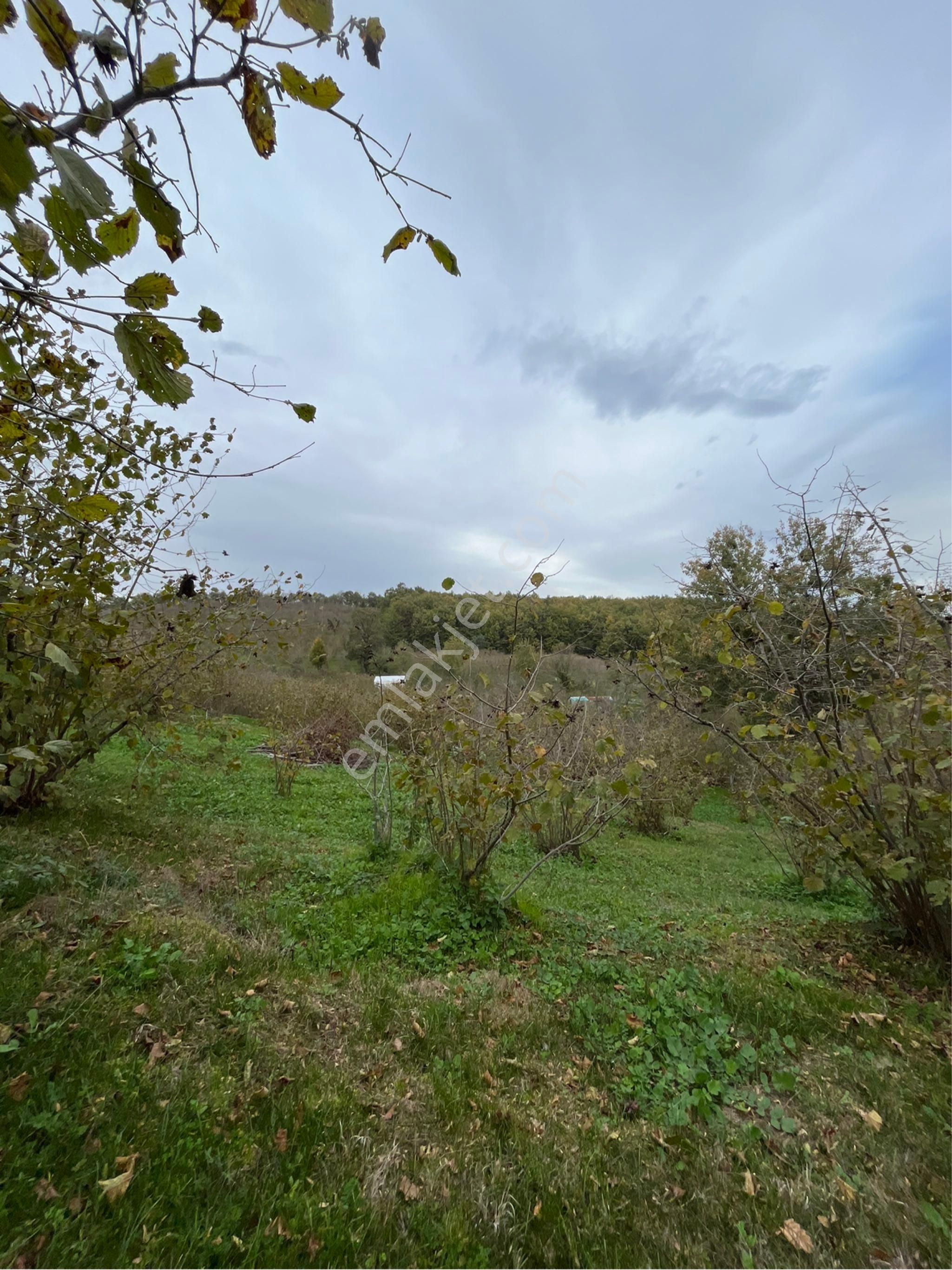 5 Dönüm Fındık Bahcesi - Görsel 15