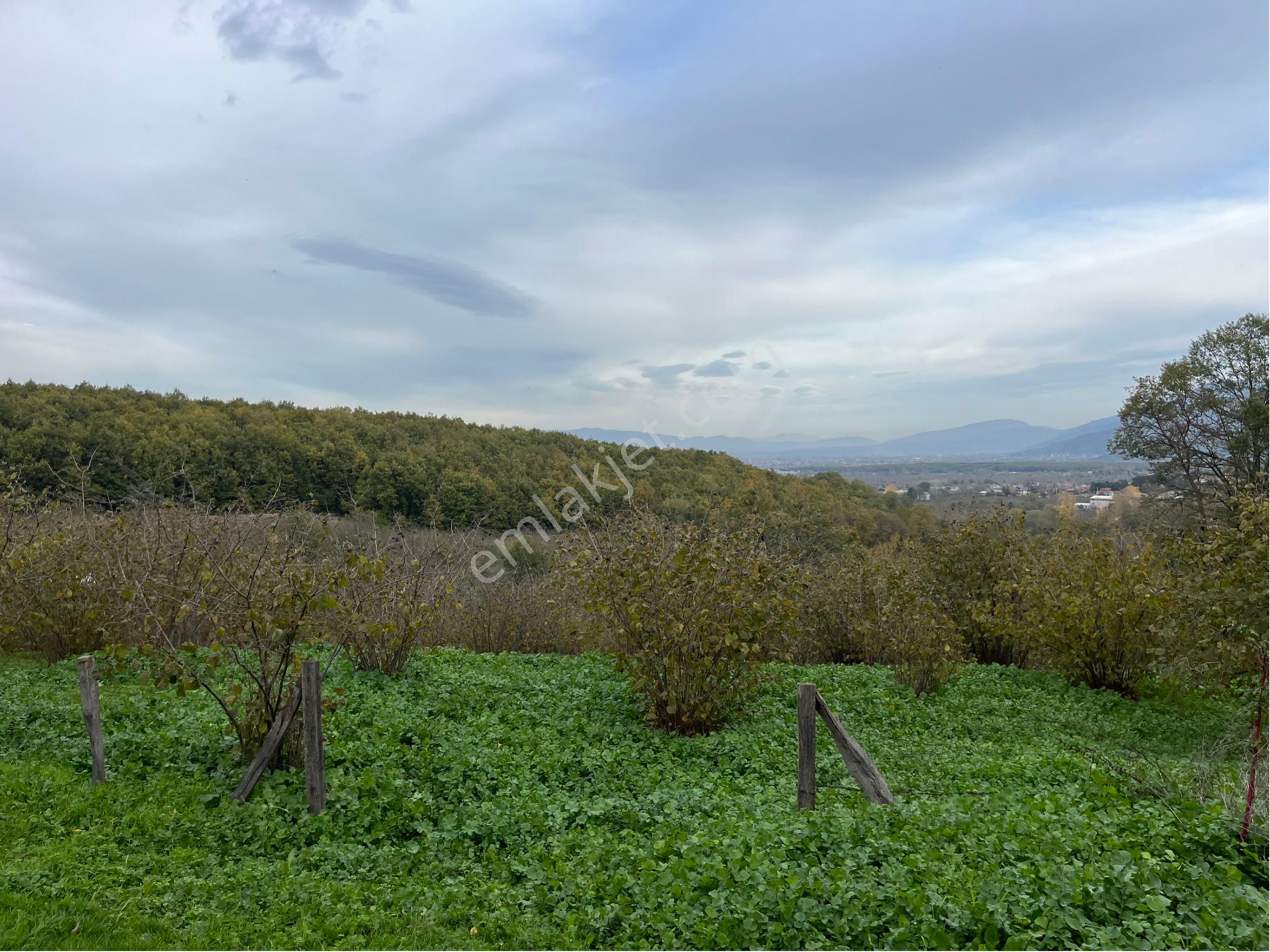 5 Dönüm Fındık Bahcesi - Görsel 26