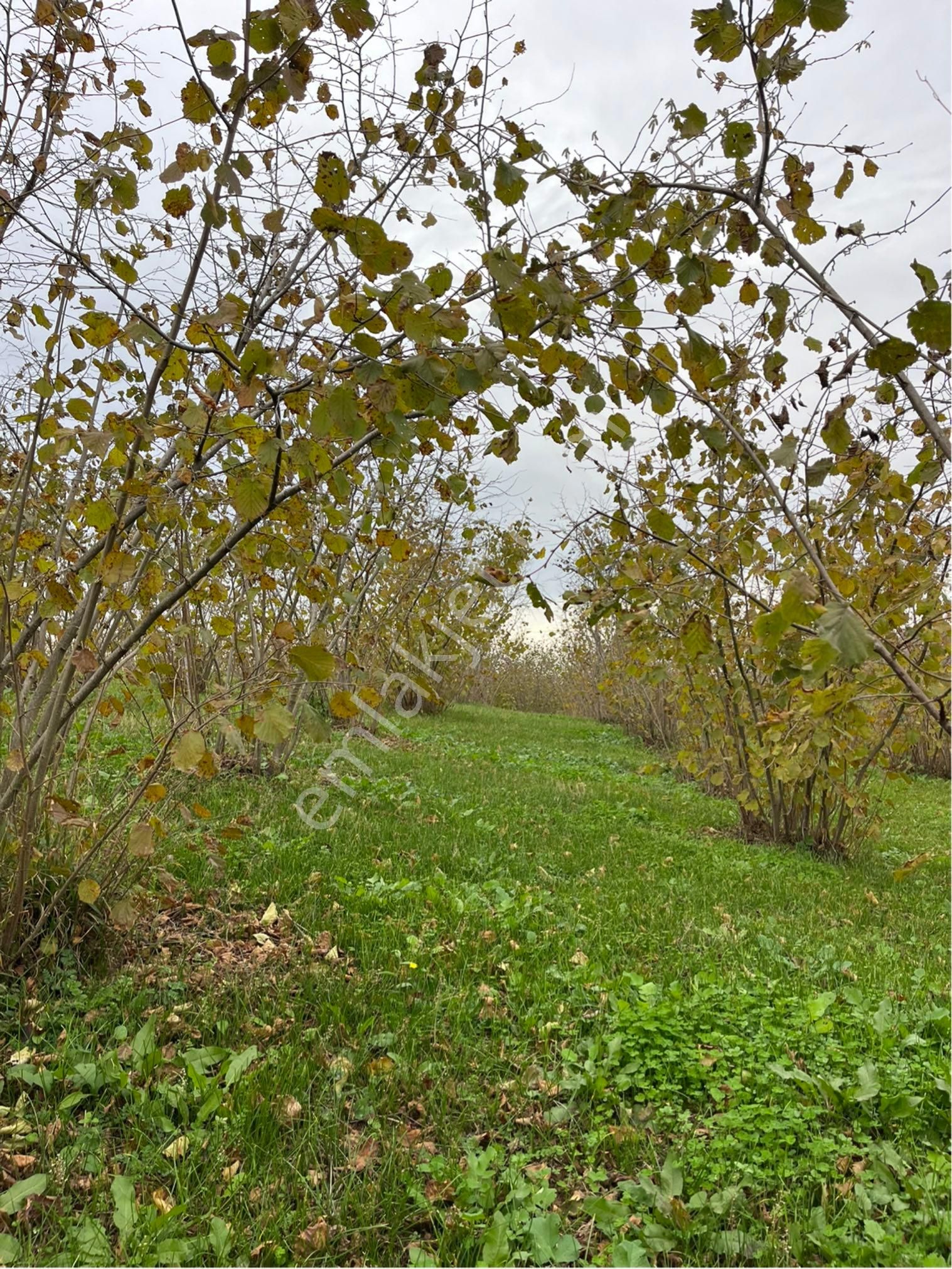 5 Dönüm Fındık Bahcesi - Görsel 5