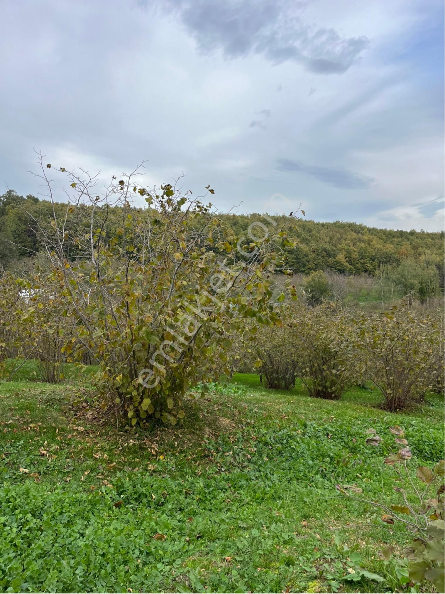 5 Dönüm Fındık Bahcesi - Görsel 6