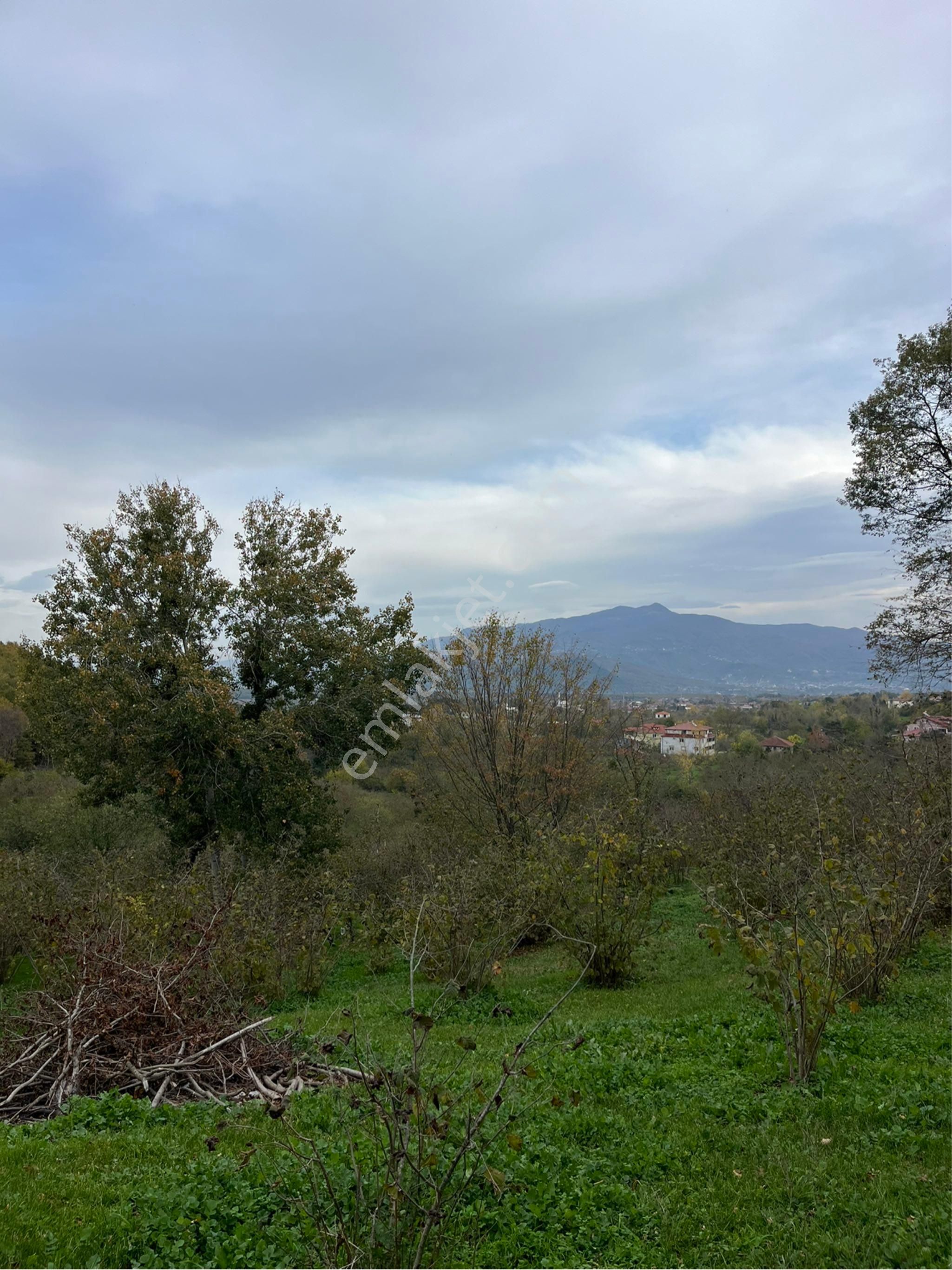 5 Dönüm Fındık Bahcesi - Görsel 9