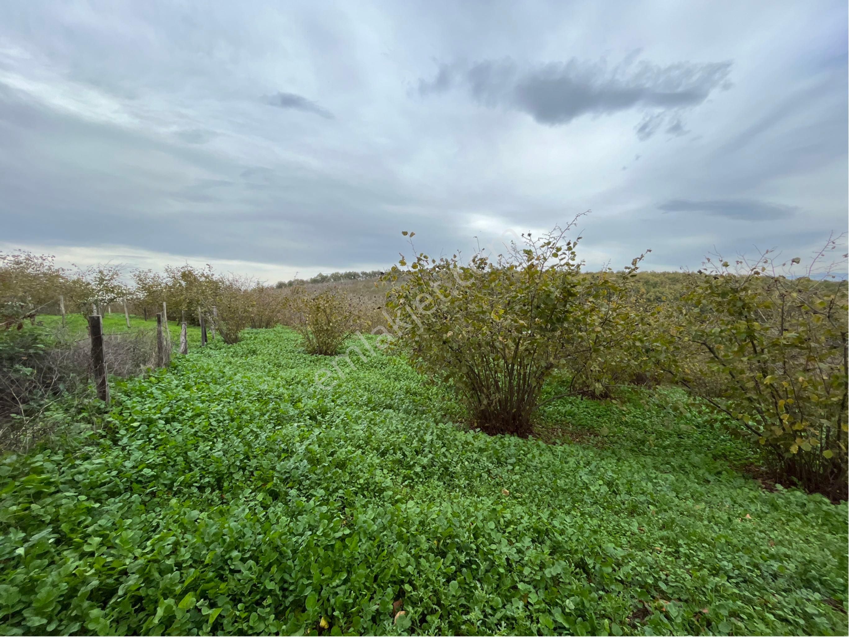 5 Dönüm Fındık Bahcesi - Görsel 22