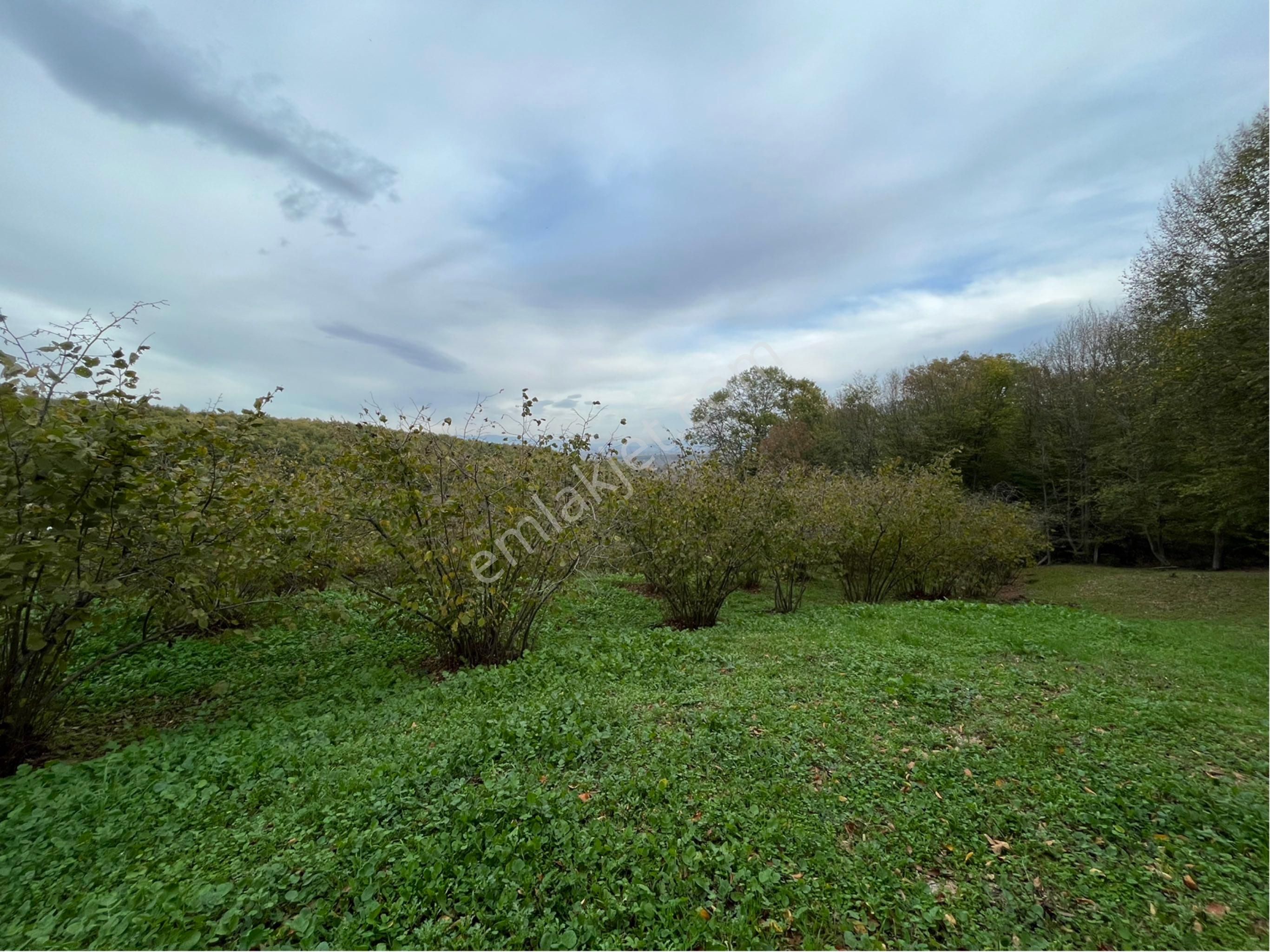 5 Dönüm Fındık Bahcesi - Görsel 23