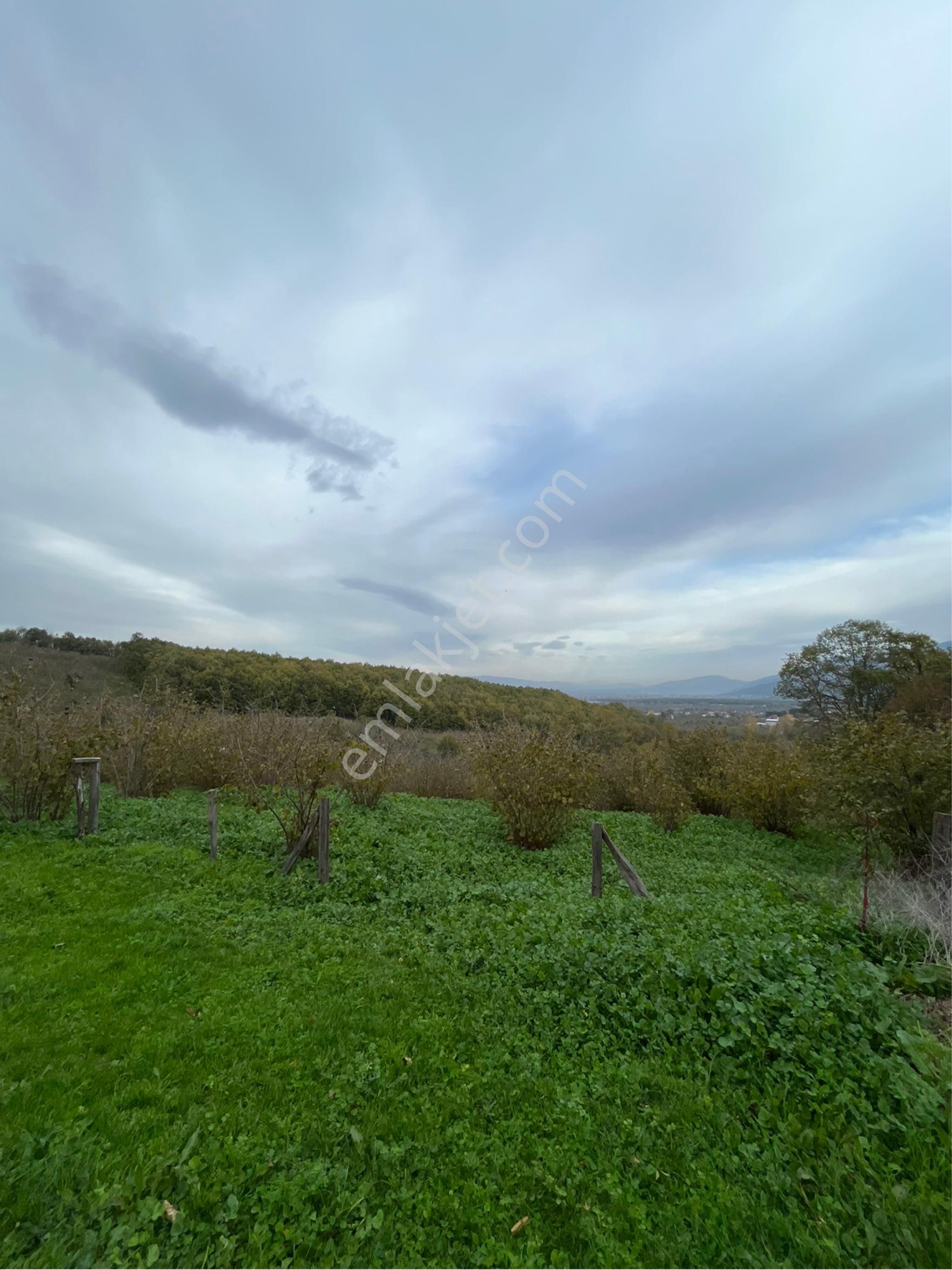 5 Dönüm Fındık Bahcesi - Görsel 27