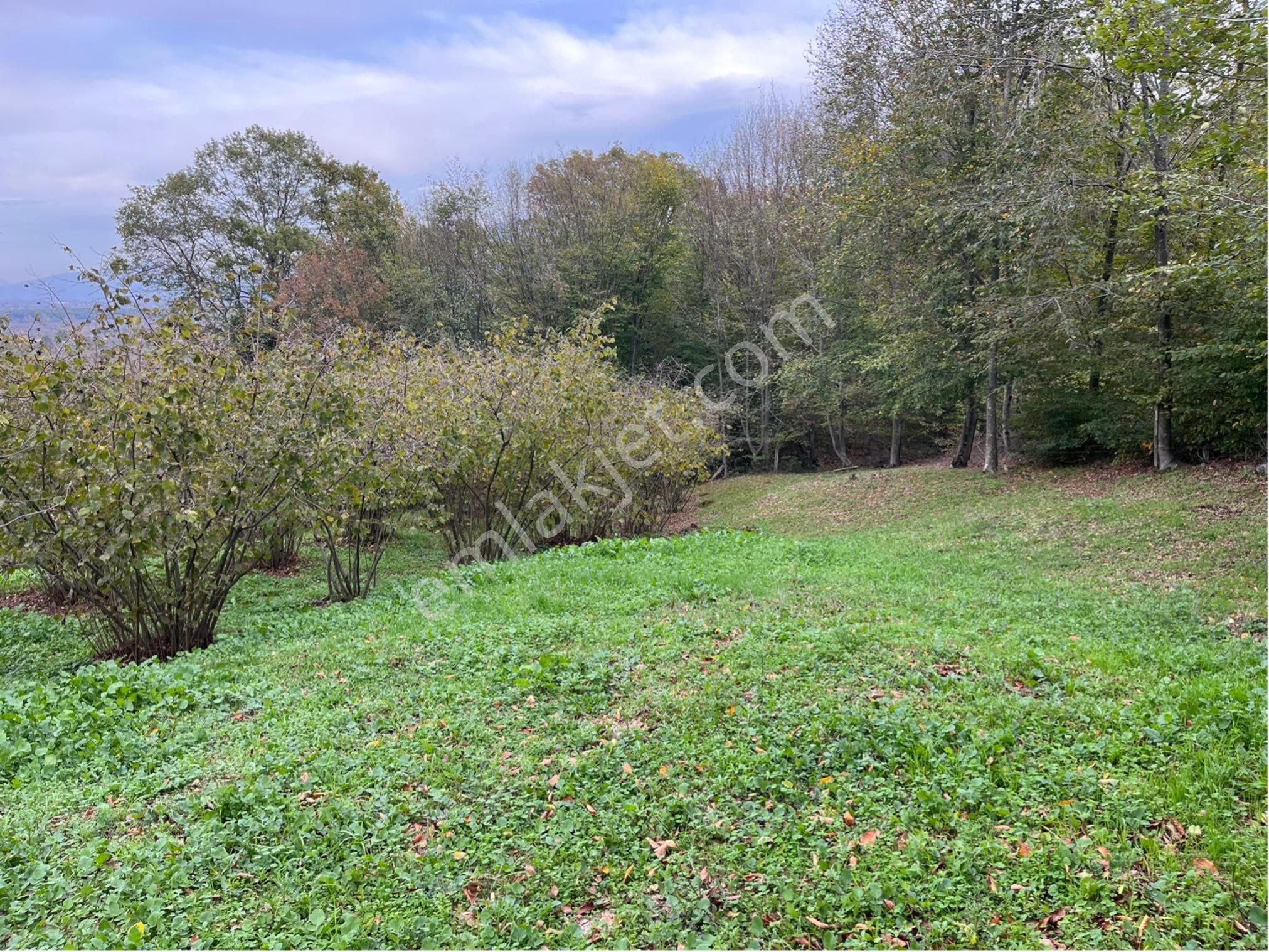 5 Dönüm Fındık Bahcesi - Görsel 24