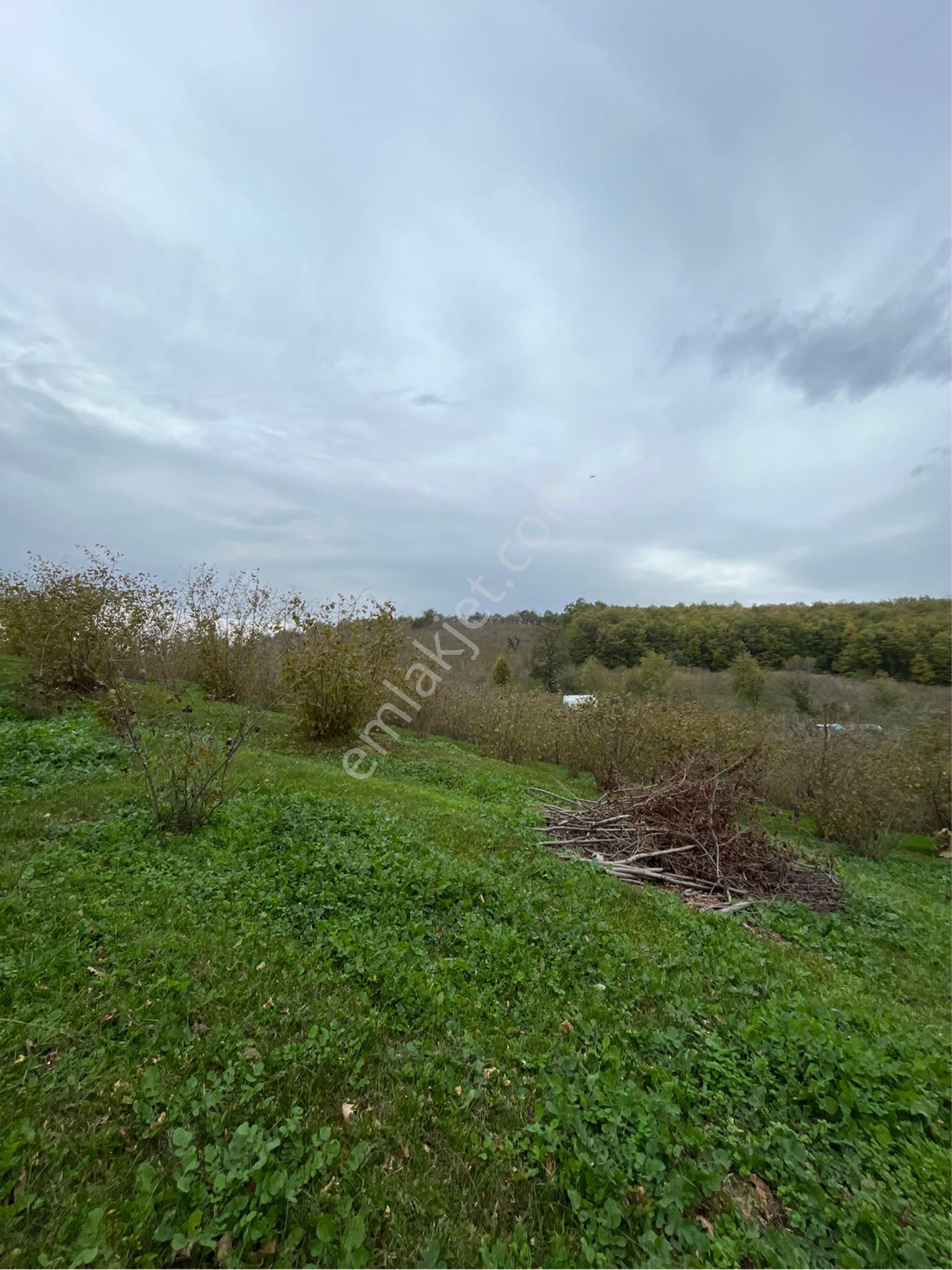 5 Dönüm Fındık Bahcesi - Görsel 11