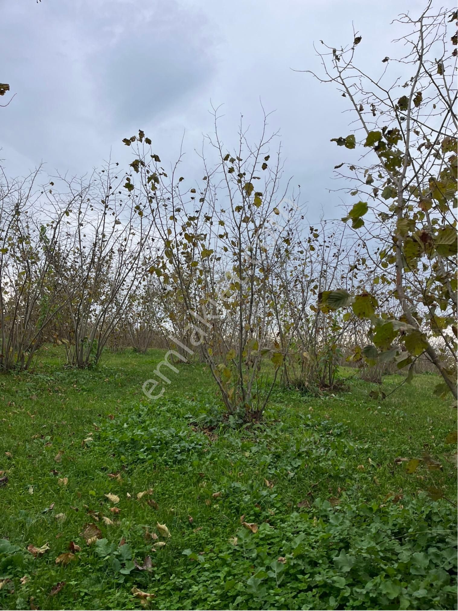 5 Dönüm Fındık Bahcesi - Görsel 2