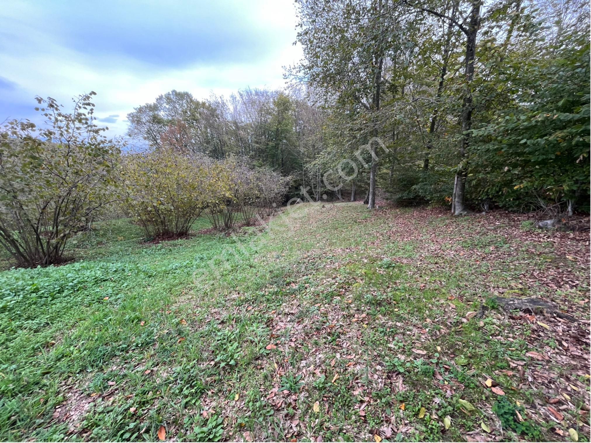 5 Dönüm Fındık Bahcesi - Görsel 21