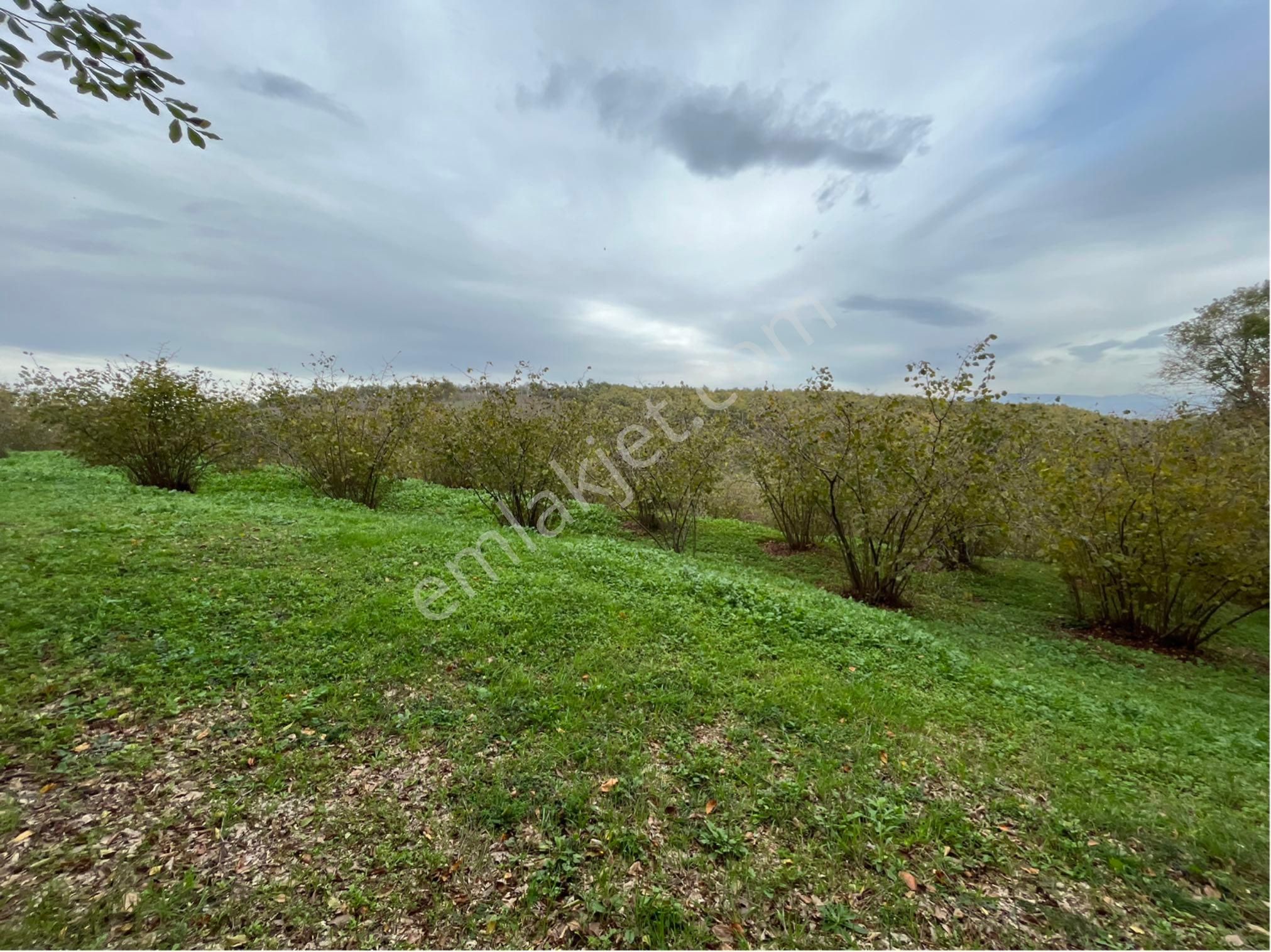 5 Dönüm Fındık Bahcesi - Görsel 19