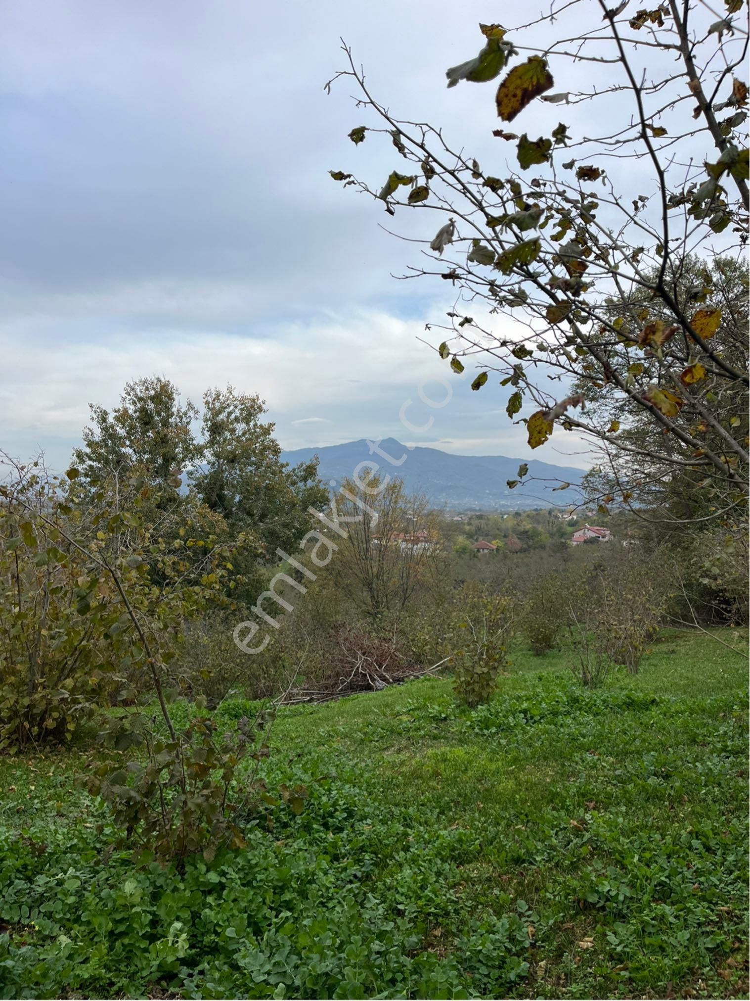 5 Dönüm Fındık Bahcesi - Görsel 3