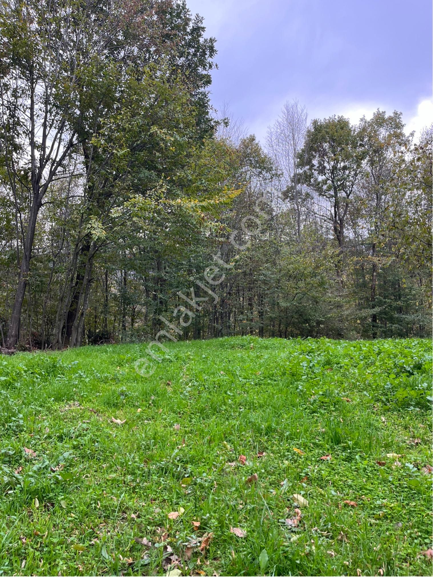 5 Dönüm Fındık Bahcesi - Görsel 4