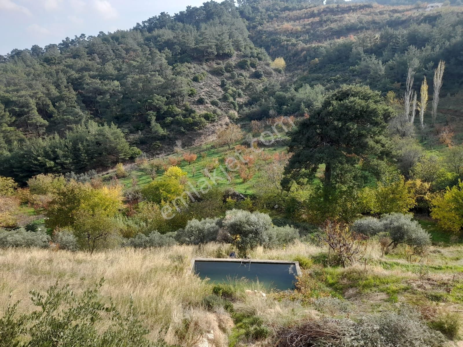 Kemalpaşa Armutlu’da Satılık Arazi Ve Taş Ev - Görsel 5