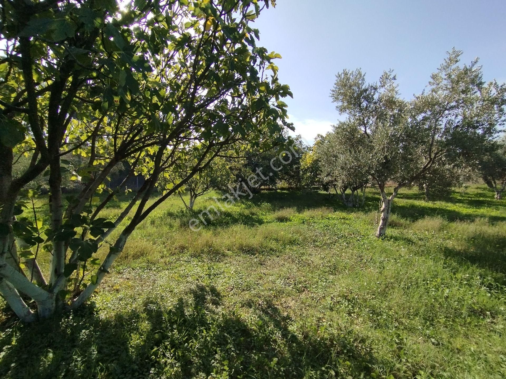 Mükemmel Bir Harika İncir Ve Zeytin Bahçesi - Görsel 15
