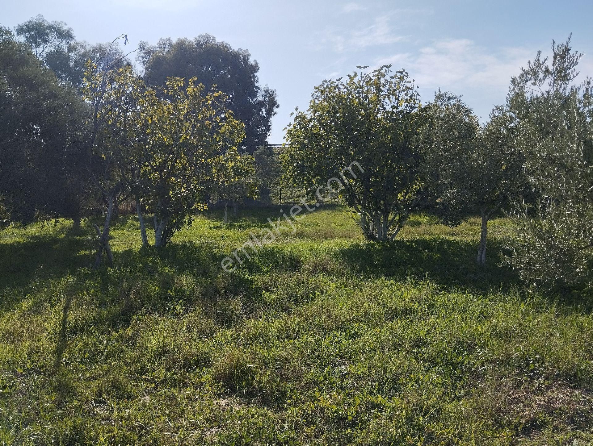 Mükemmel Bir Harika İncir Ve Zeytin Bahçesi - Görsel 11