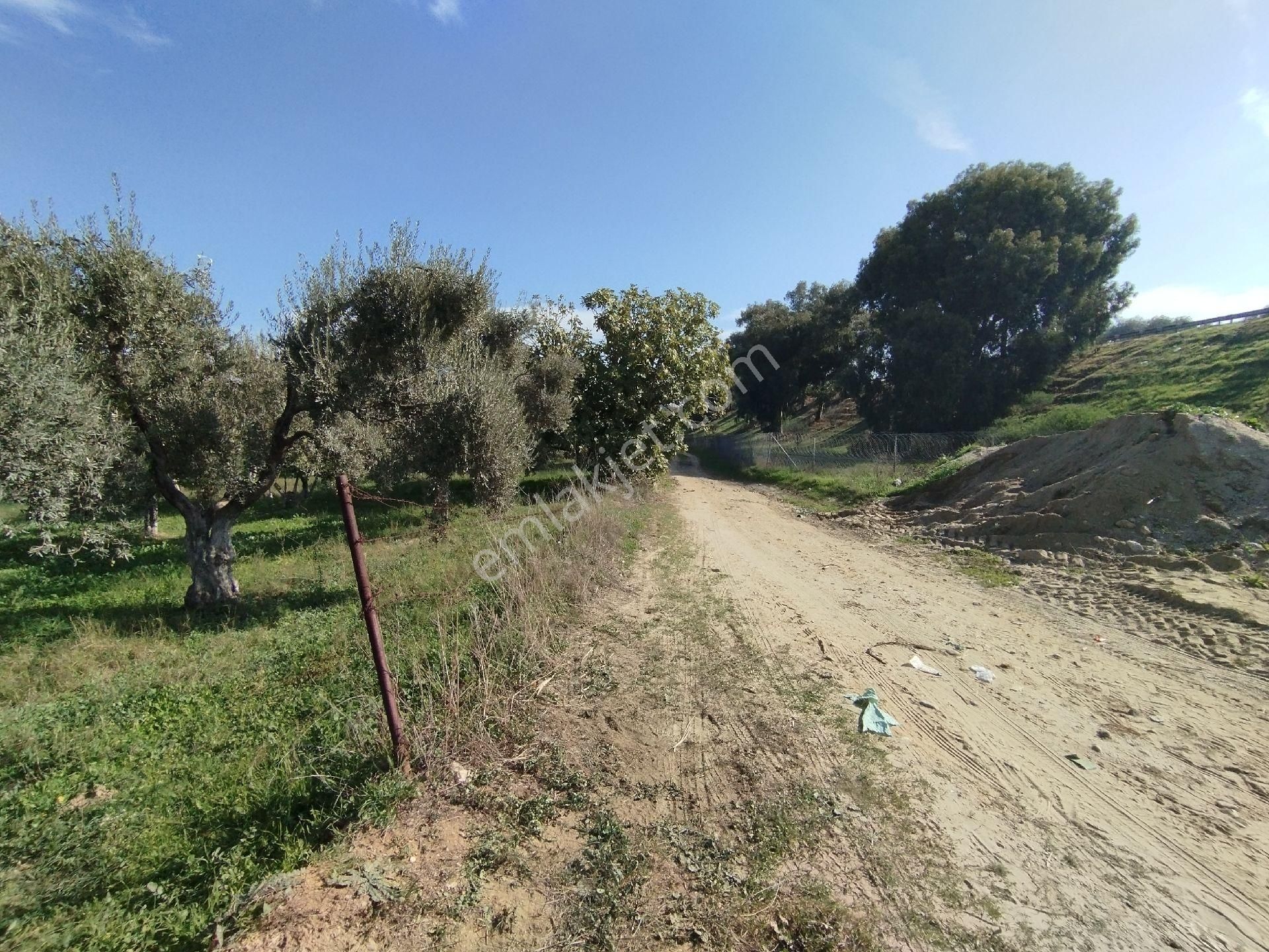 Mükemmel Bir Harika İncir Ve Zeytin Bahçesi - Görsel 22