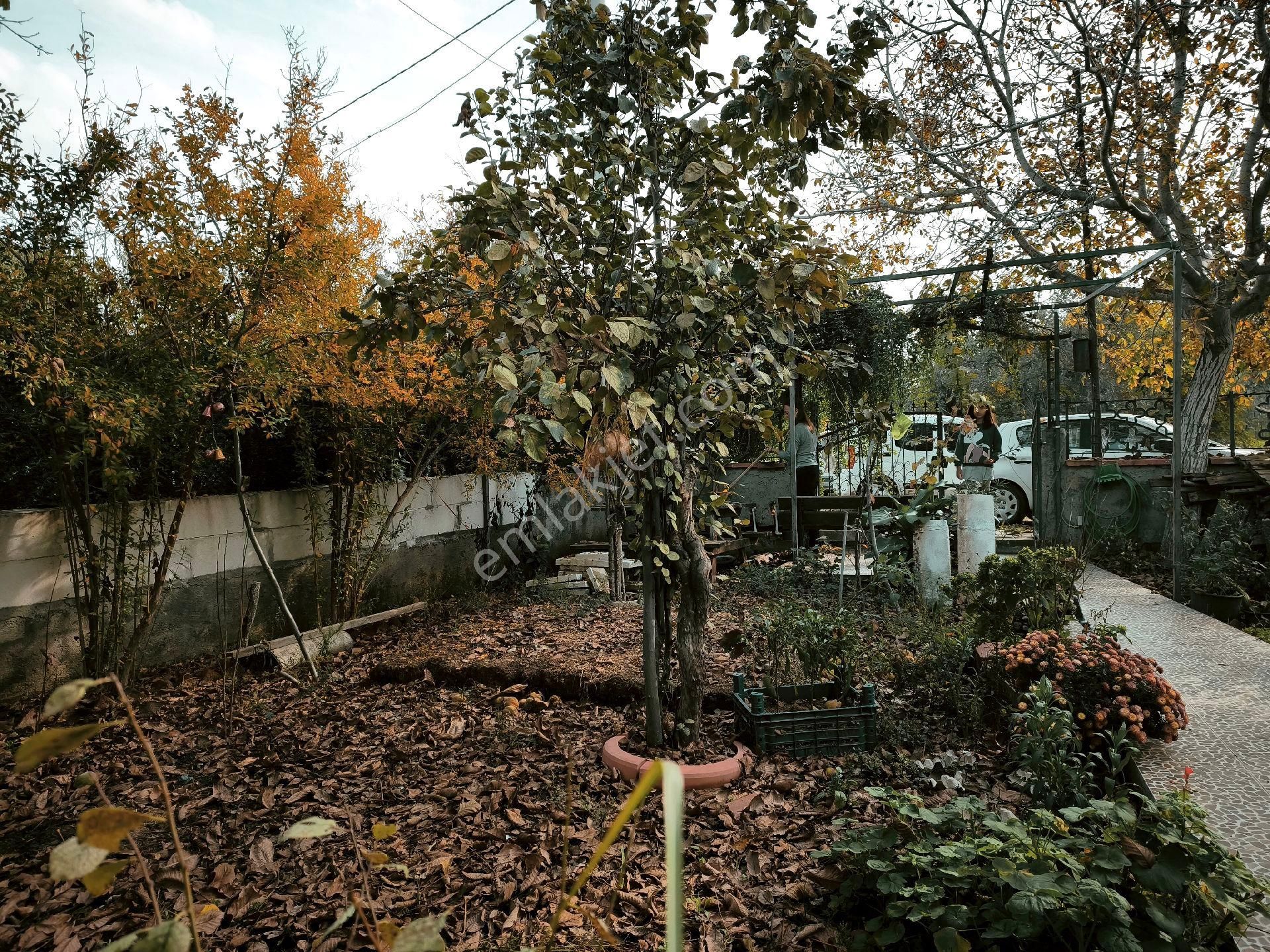 Burhaniye Taylıelinde Satılık Geniş Bahçeli Satılık - Görsel 7