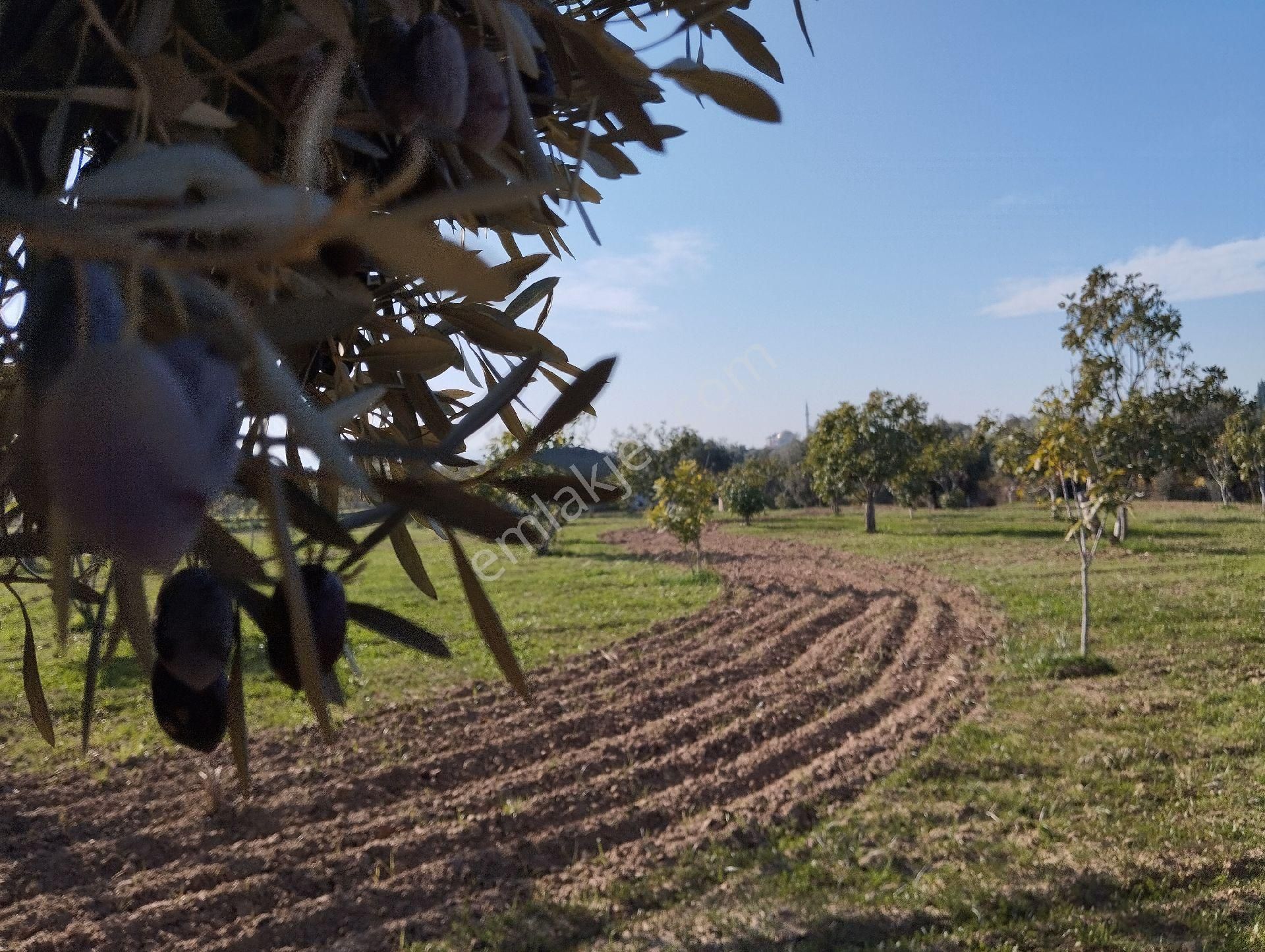 Yüksek Getirisi Olan Zeytin Ve İncir Bahçesi - Görsel 20
