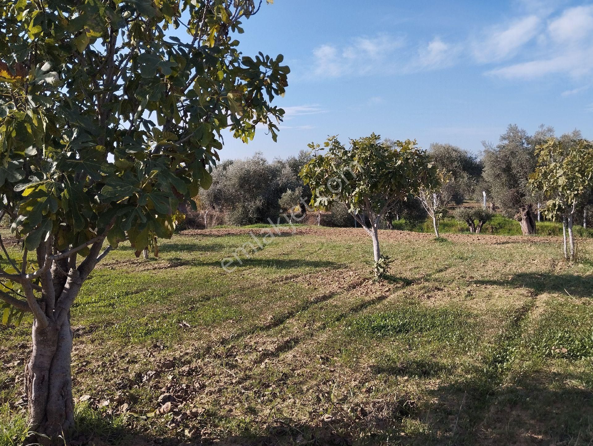 Yüksek Getirisi Olan Zeytin Ve İncir Bahçesi - Görsel 16