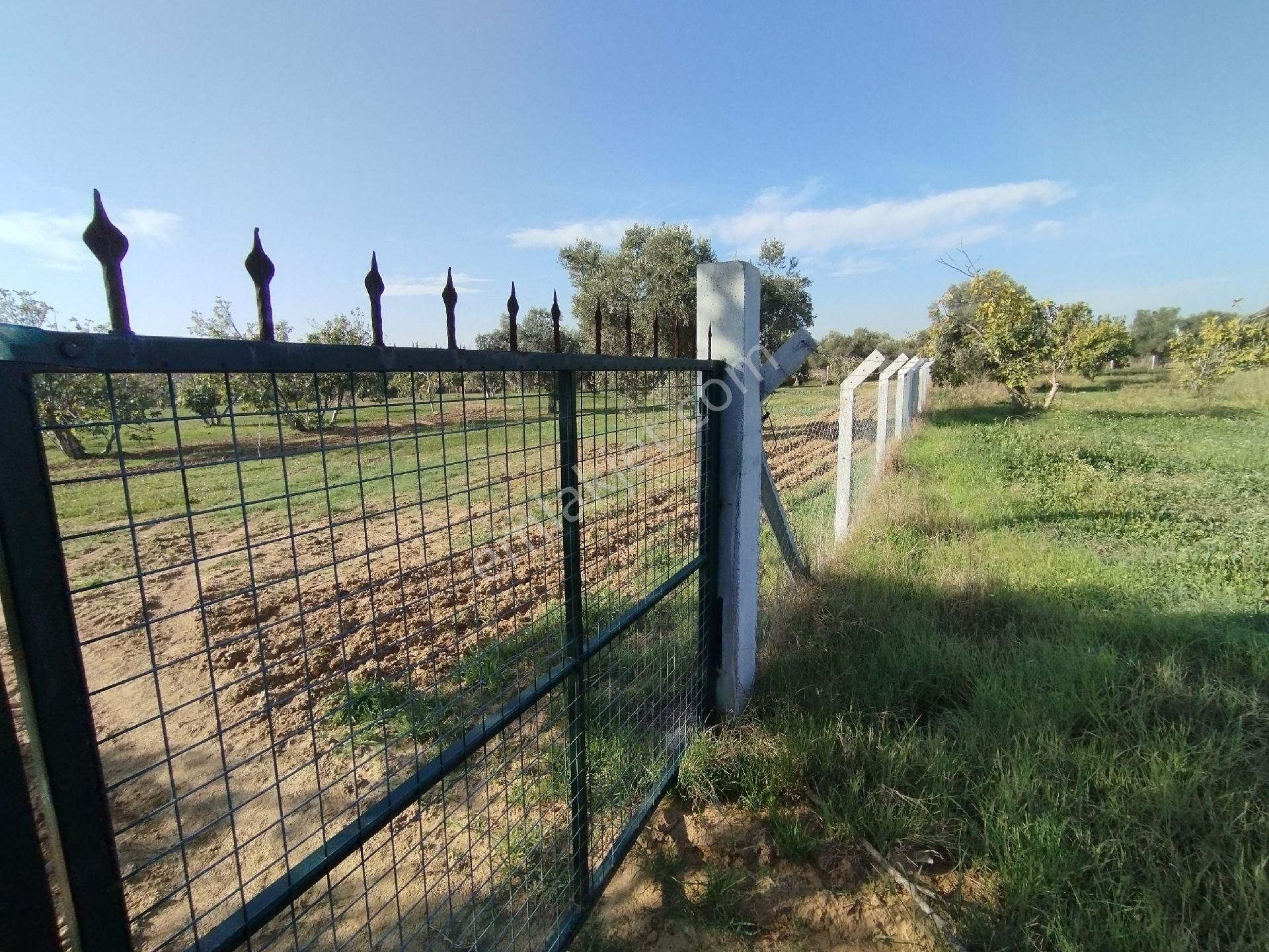 Yüksek Getirisi Olan Zeytin Ve İncir Bahçesi - Görsel 29