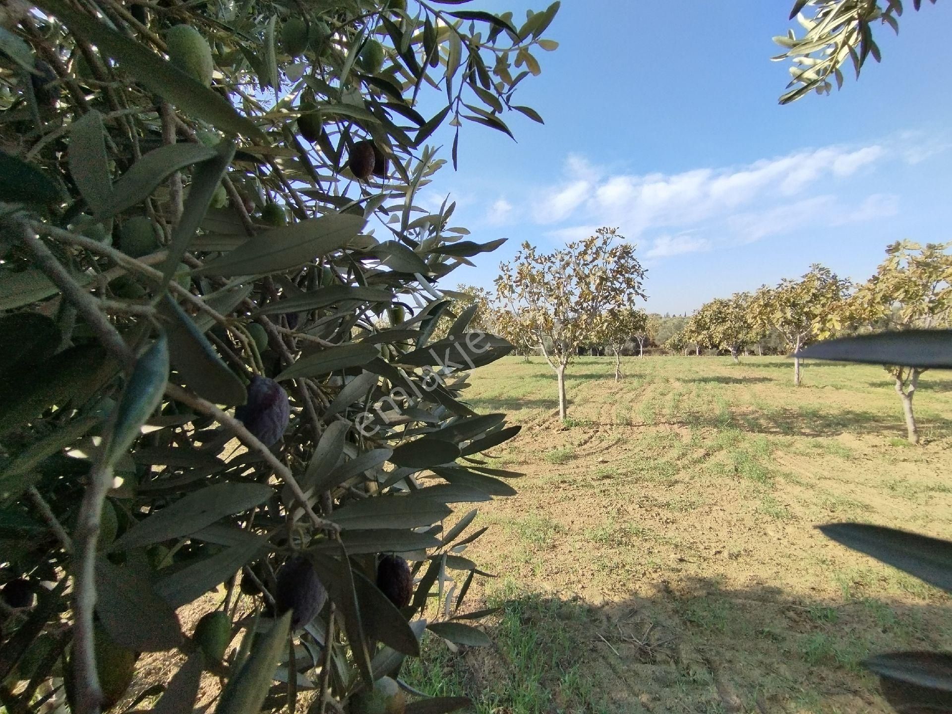 Yüksek Getirisi Olan Zeytin Ve İncir Bahçesi - Görsel 4