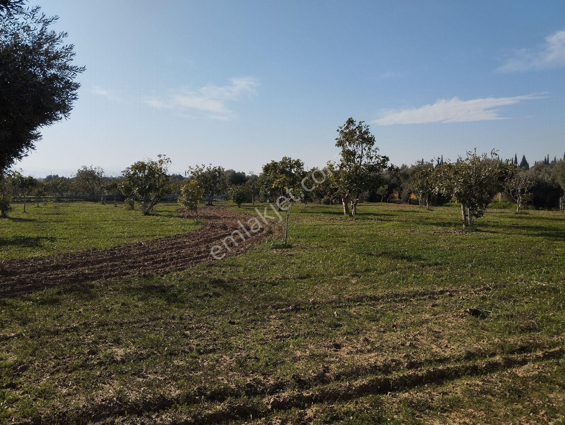 Yüksek Getirisi Olan Zeytin Ve İncir Bahçesi - Görsel 18