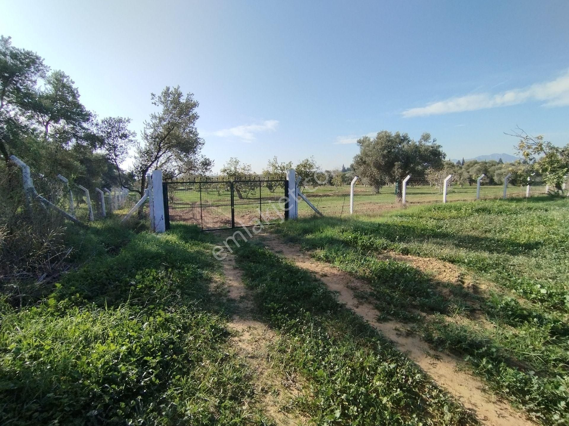 Yüksek Getirisi Olan Zeytin Ve İncir Bahçesi - Görsel 30
