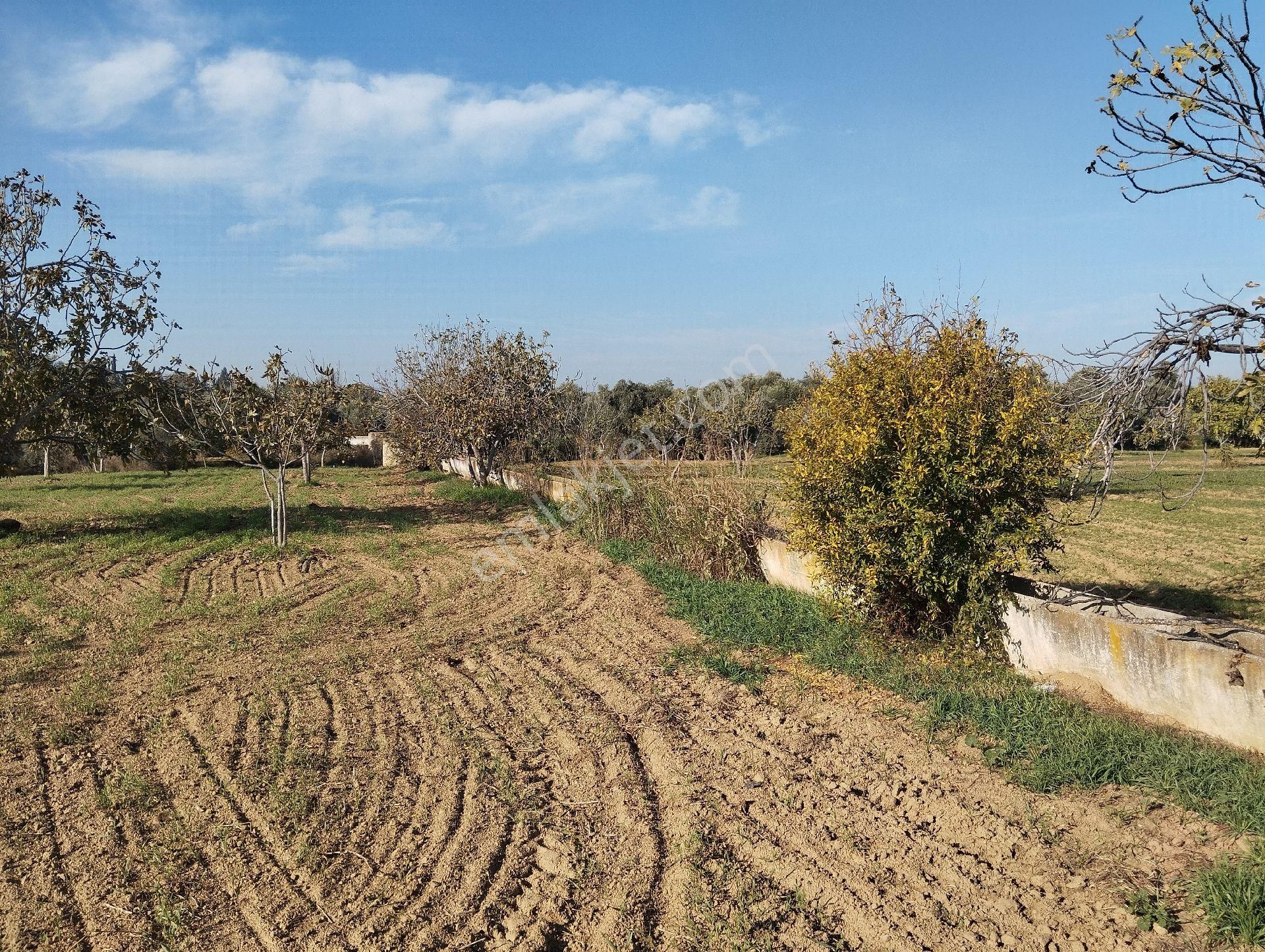 Yüksek Getirisi Olan Zeytin Ve İncir Bahçesi - Görsel 9