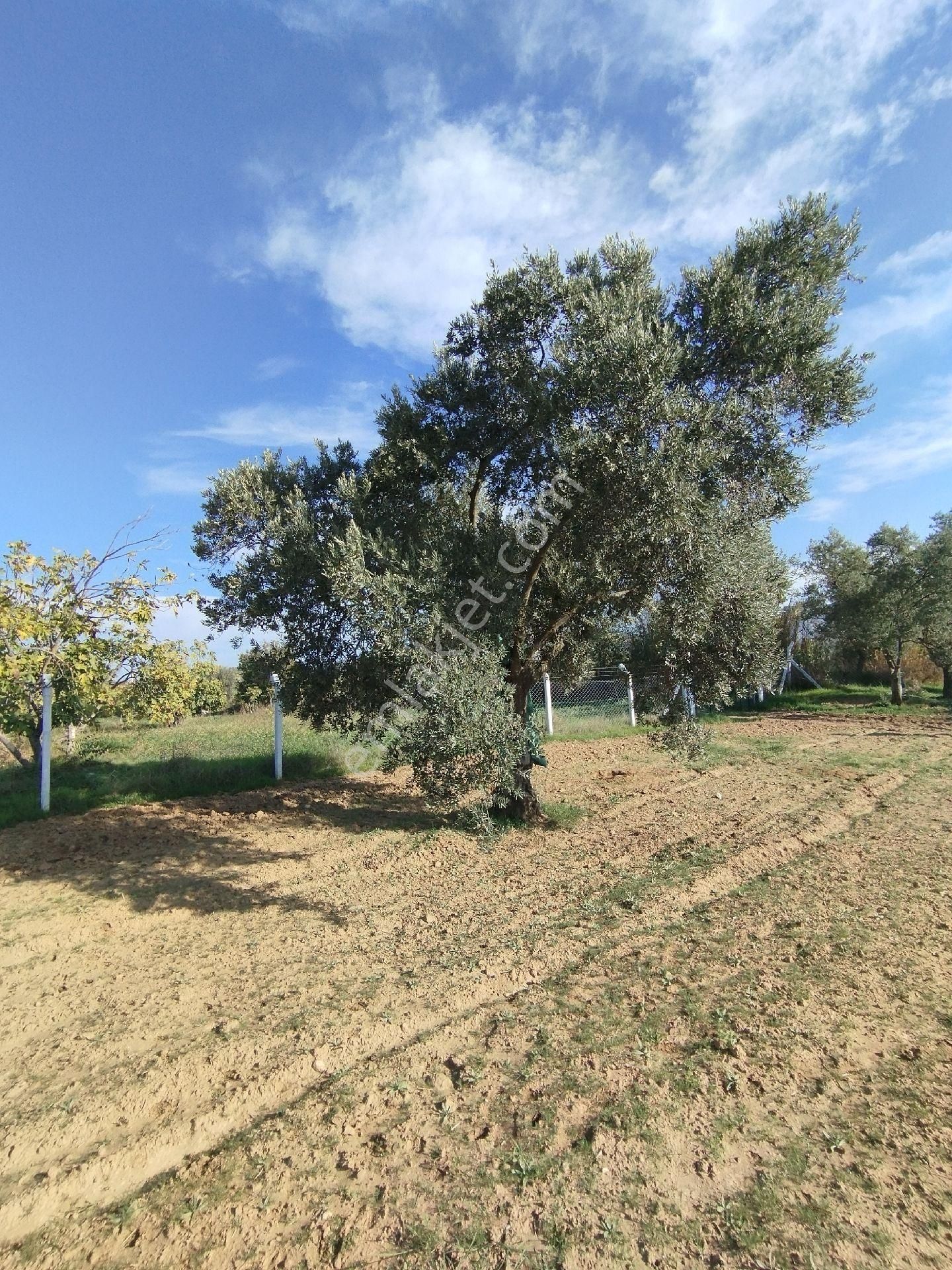 Yüksek Getirisi Olan Zeytin Ve İncir Bahçesi - Görsel 22