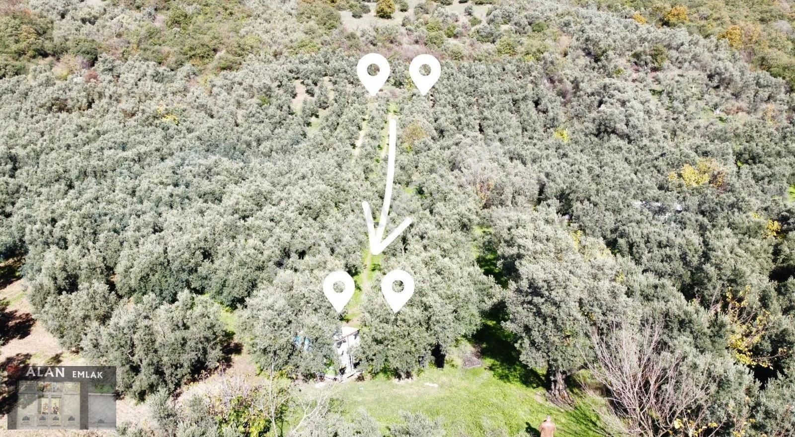 Kaymakobada 295 M2 Satılık Zeytinlik - Görsel 9