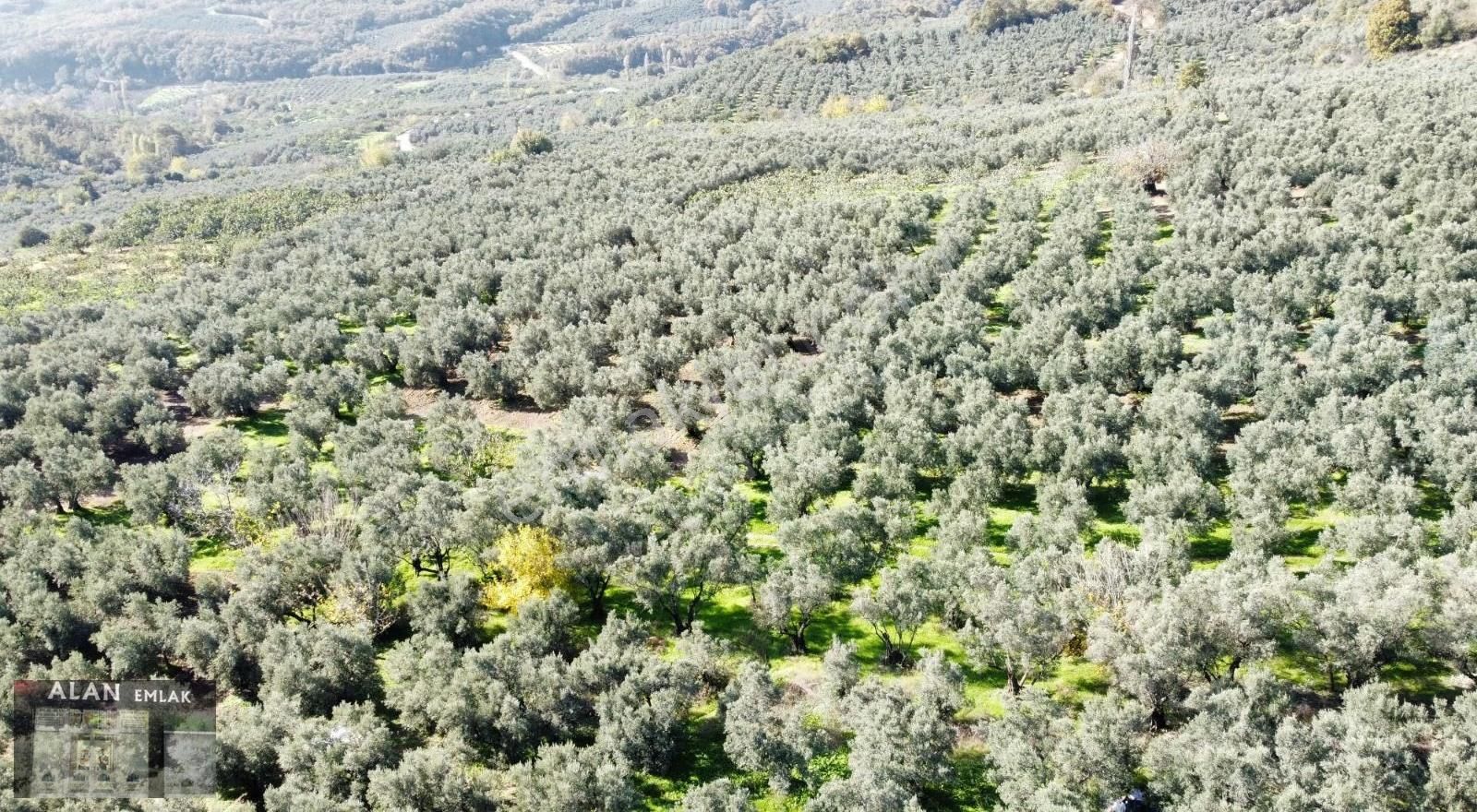 Kaymakobada 295 M2 Satılık Zeytinlik - Görsel 5