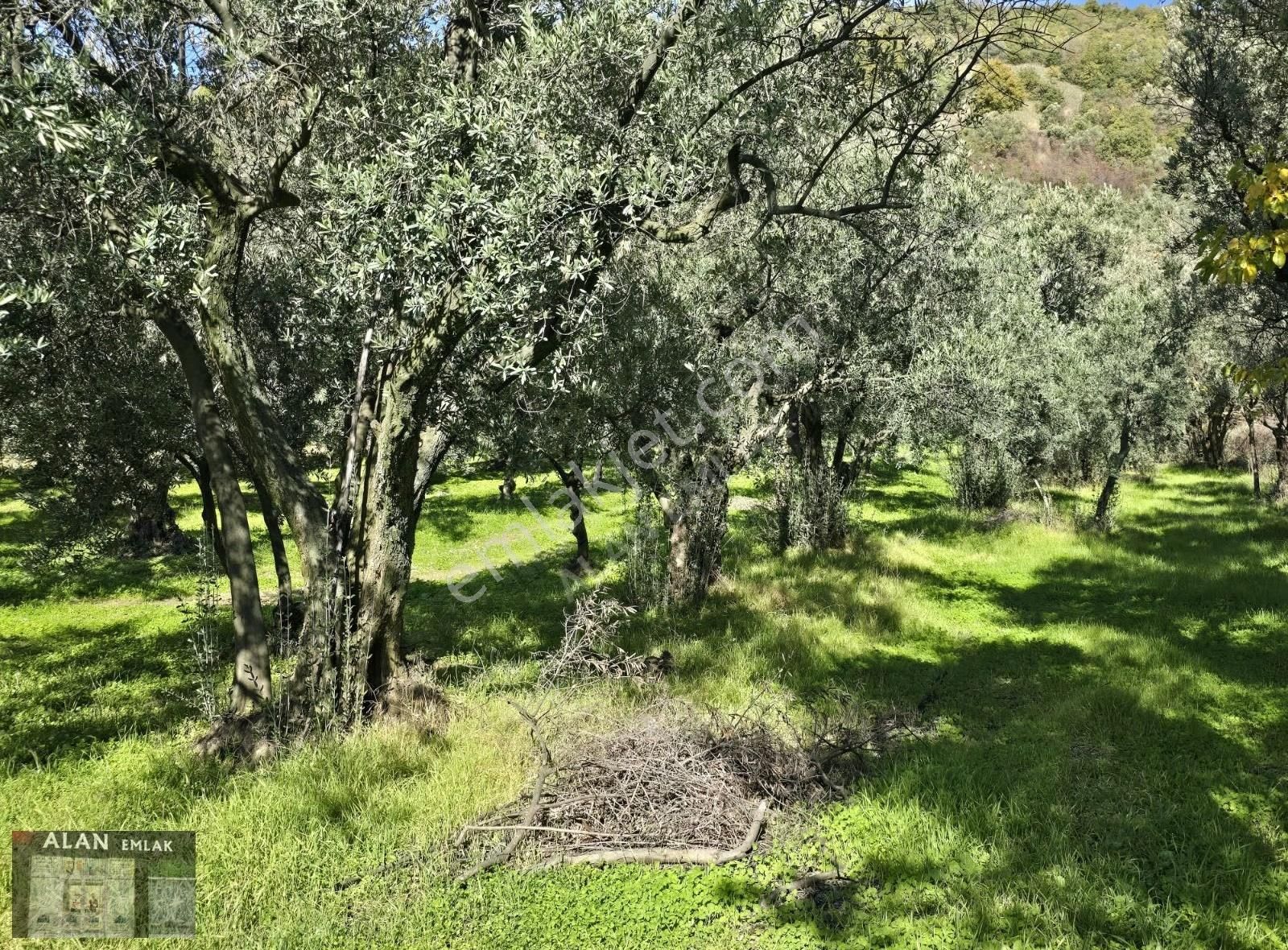 Kaymakobada 295 M2 Satılık Zeytinlik - Görsel 7