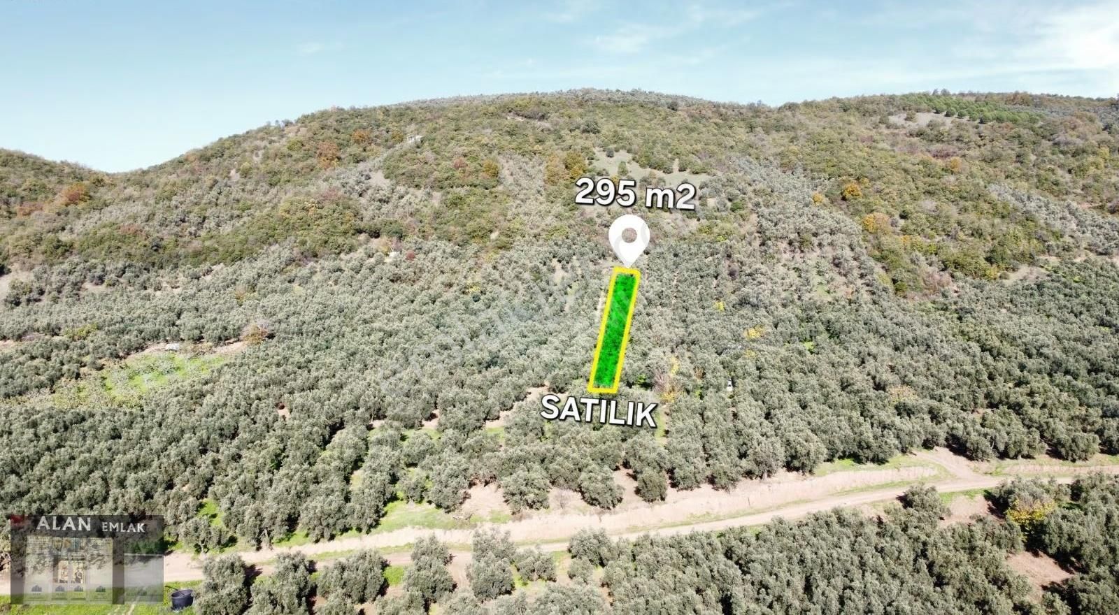 Kaymakobada 295 M2 Satılık Zeytinlik - Görsel 3
