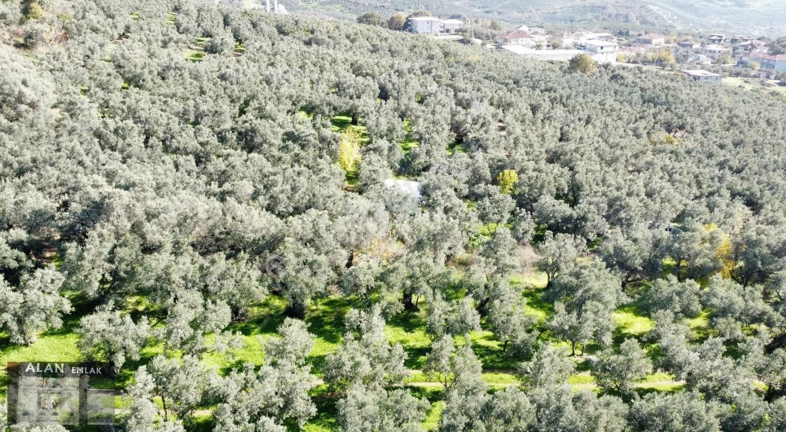 Kaymakobada 295 M2 Satılık Zeytinlik - Görsel 6