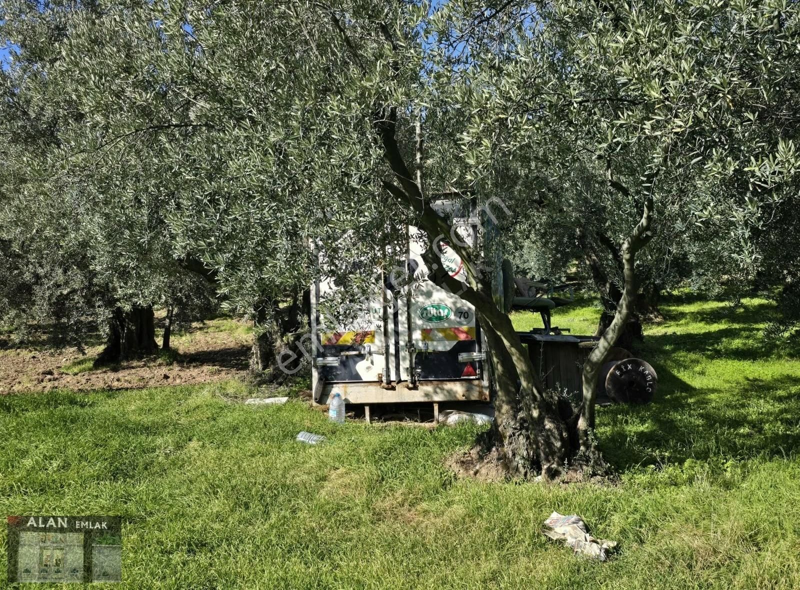Kaymakobada 295 M2 Satılık Zeytinlik - Görsel 4