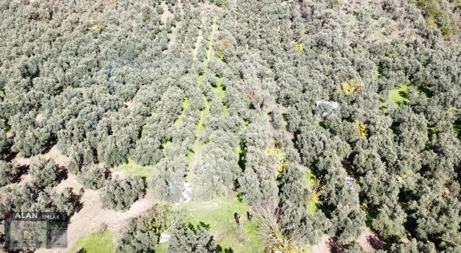 Kaymakobada 295 M2 Satılık Zeytinlik - Görsel 10