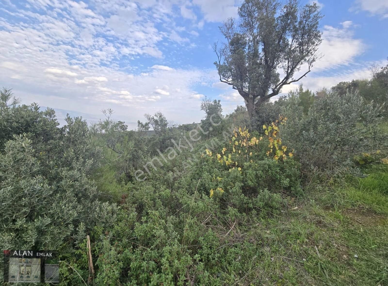 Mudanya Halitpaşada Satılık Toplam 12.803m2 Açıklamayı Okuyunuz! - Görsel 5