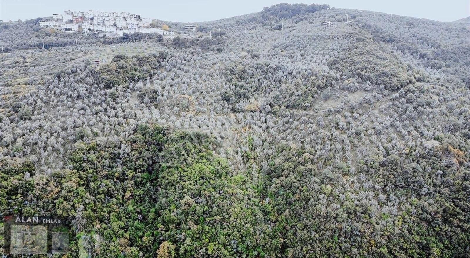 Mudanya Halitpaşada Satılık Toplam 12.803m2 Açıklamayı Okuyunuz! - Görsel 2
